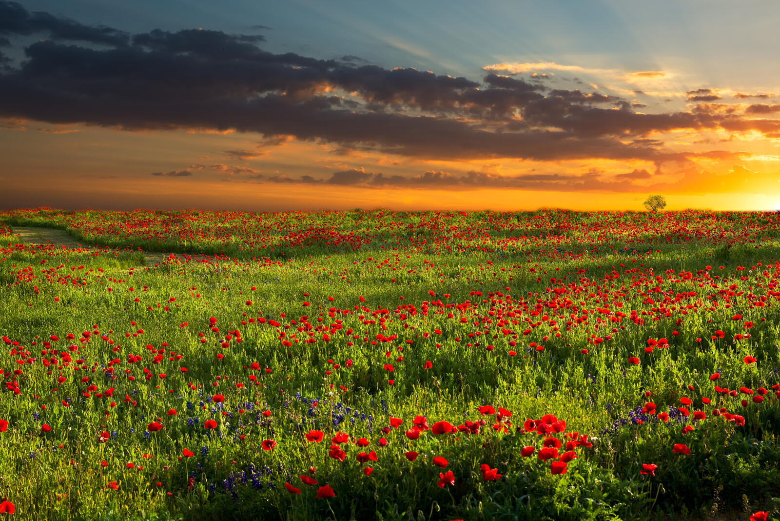 Wallpapers flower field bloom sunset on the desktop
