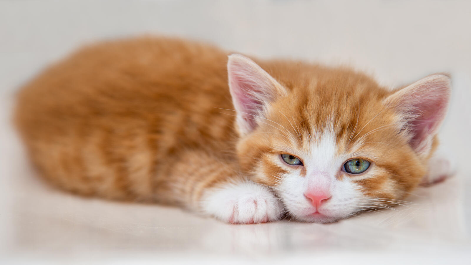Бесплатное фото Очаровательный рыжий котёнок