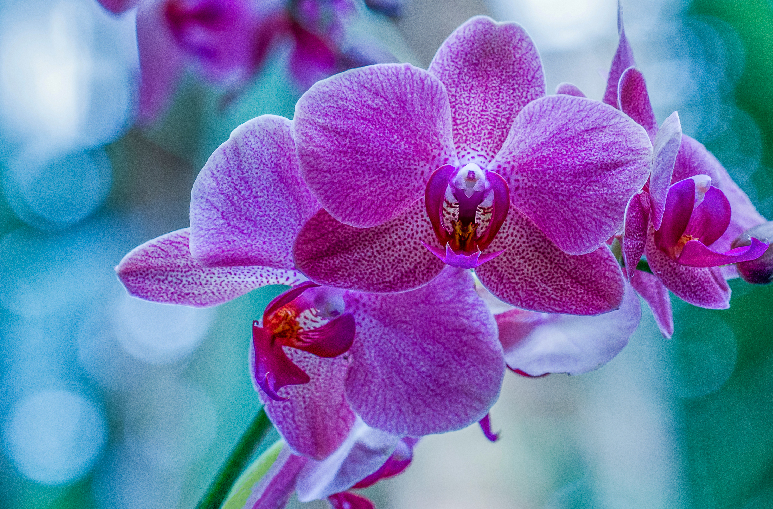 Фото бесплатно макро, орхидея, цветы