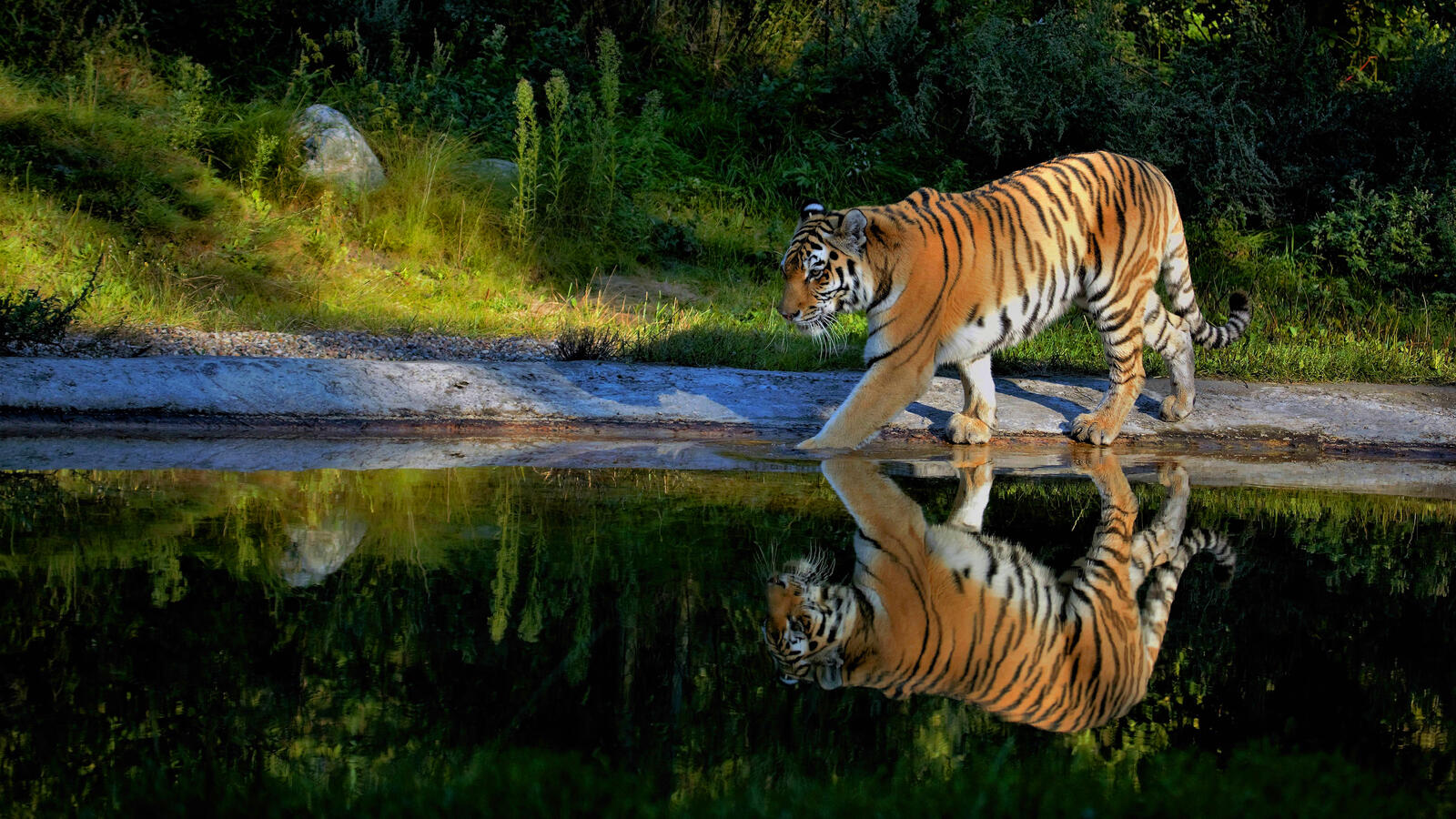 Бесплатное фото Тигр отражается в воде