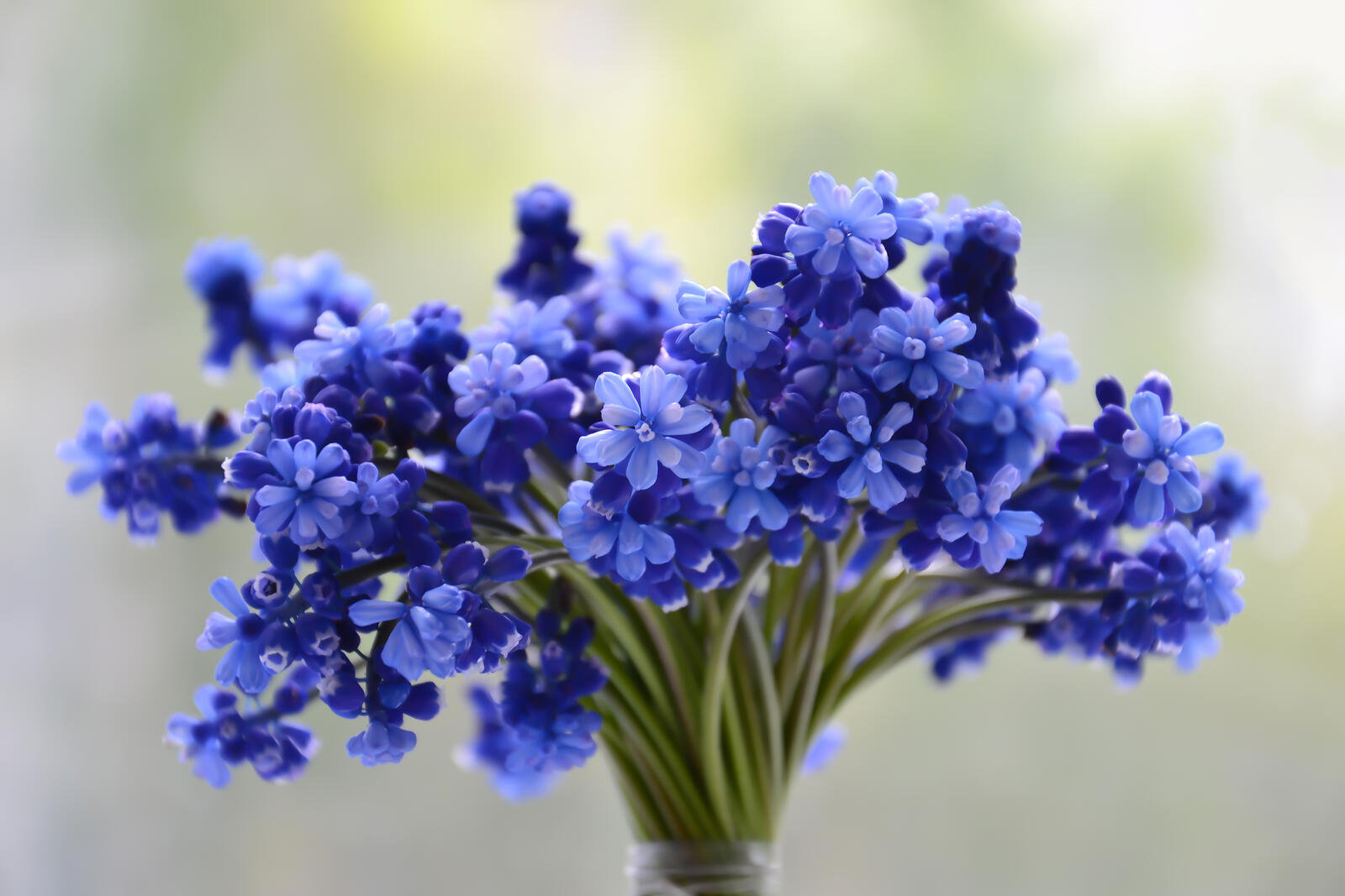 Wallpapers cucumber family lavender hyacinth on the desktop