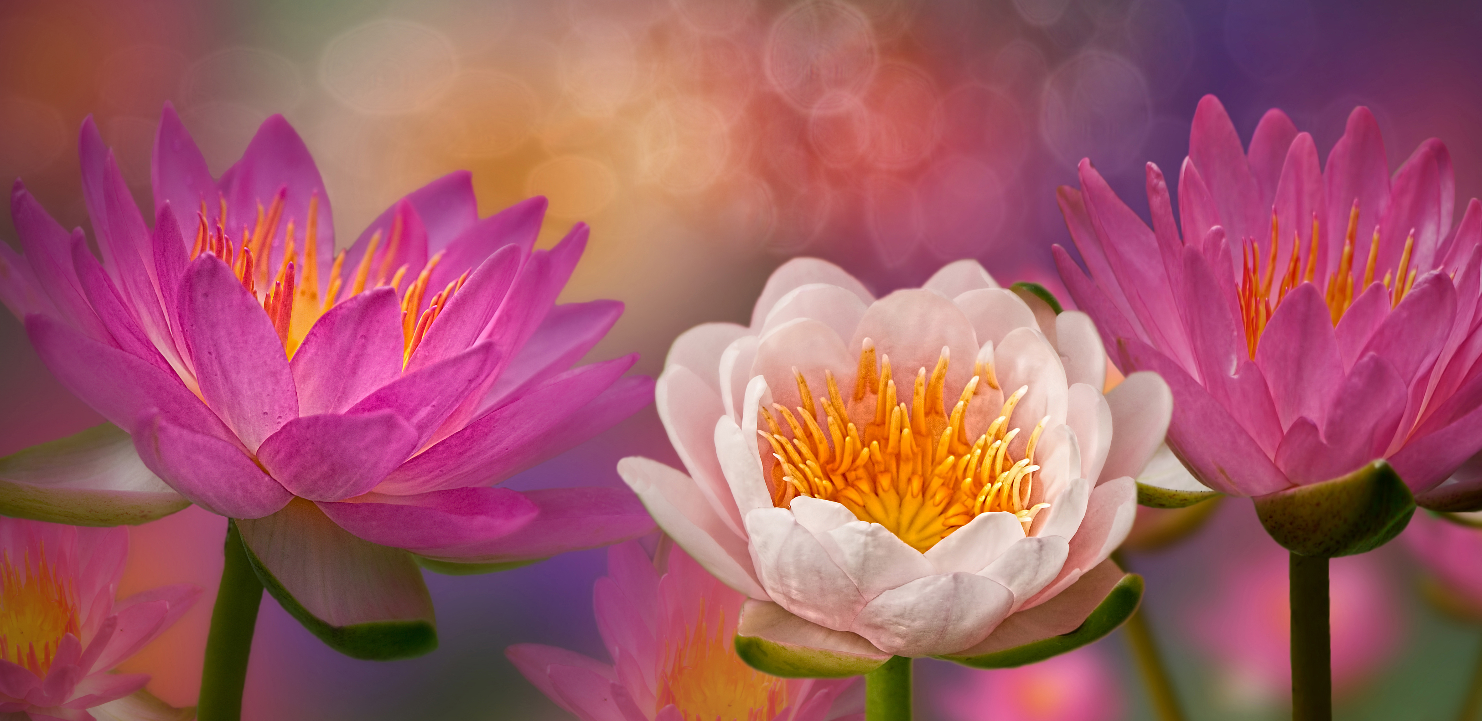 Бесплатное фото Зацветающие лотосы редкой красоты