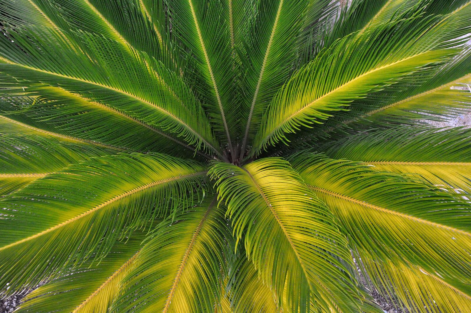 Wallpapers leaves nature palm on the desktop