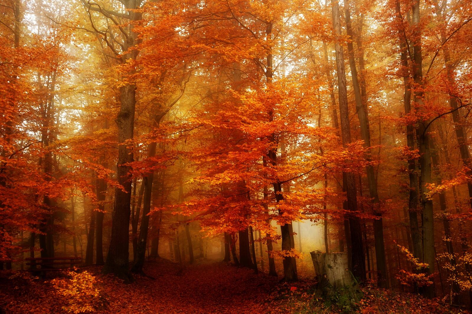 Wallpapers fog autumn forest landscape on the desktop