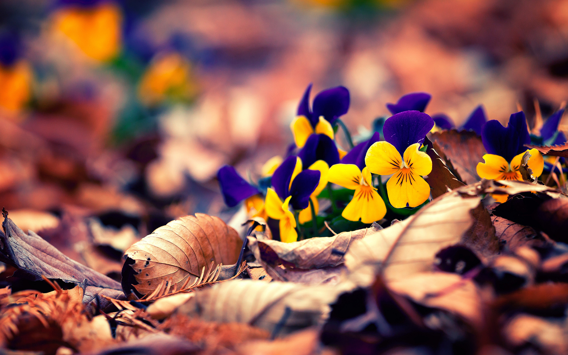 Осенние Цветы Фото Красивые Скачать Бесплатно
