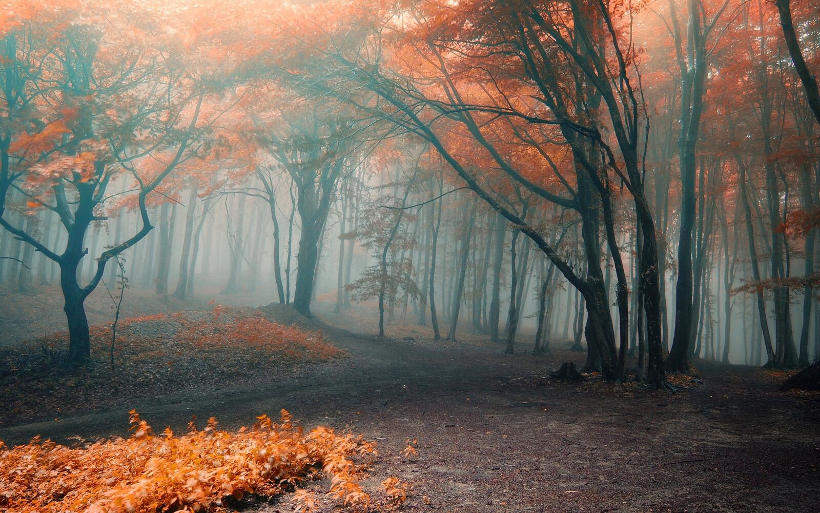 Wallpapers fog leaves autumn on the desktop