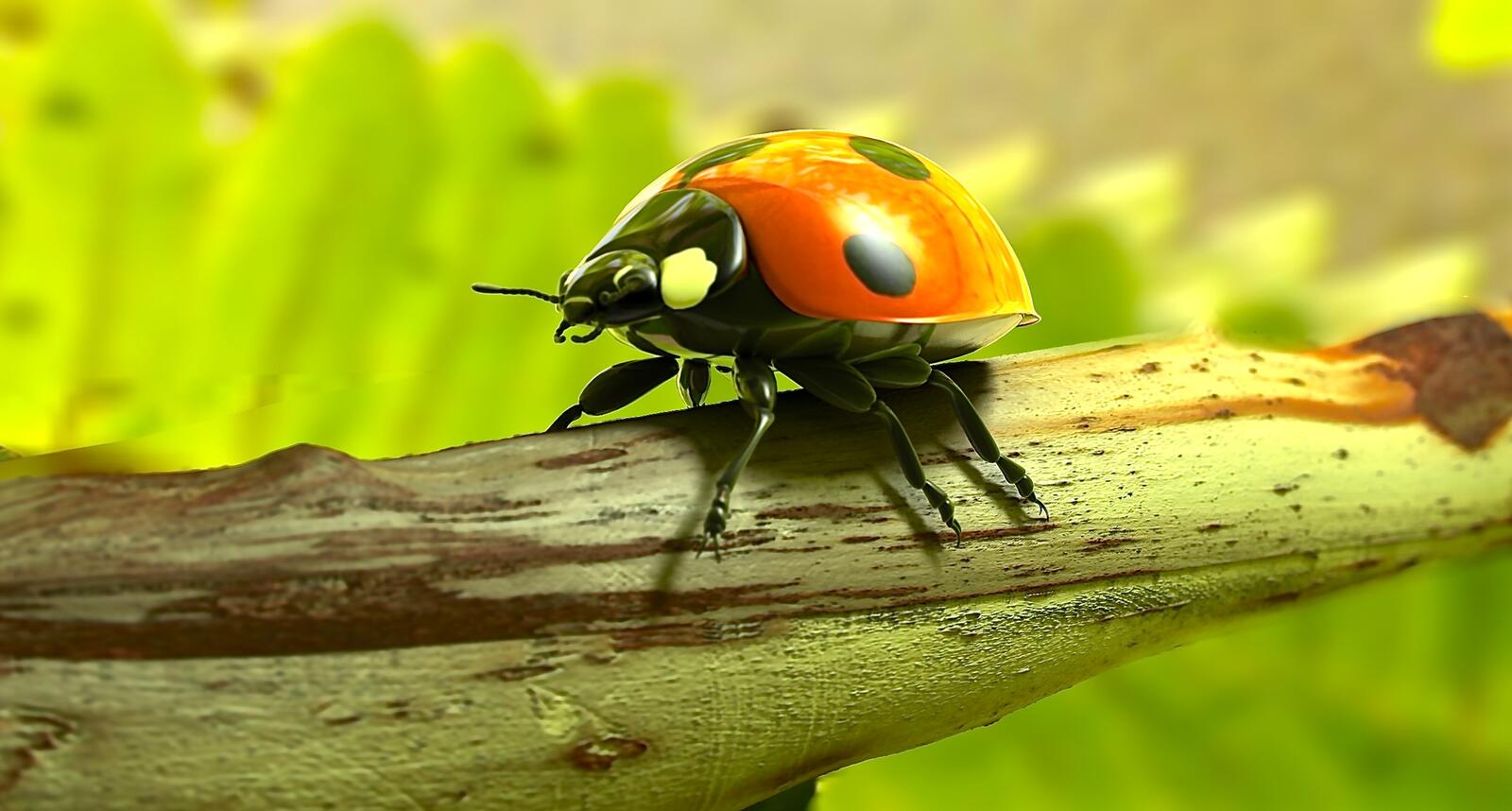 Free photo Ladybug