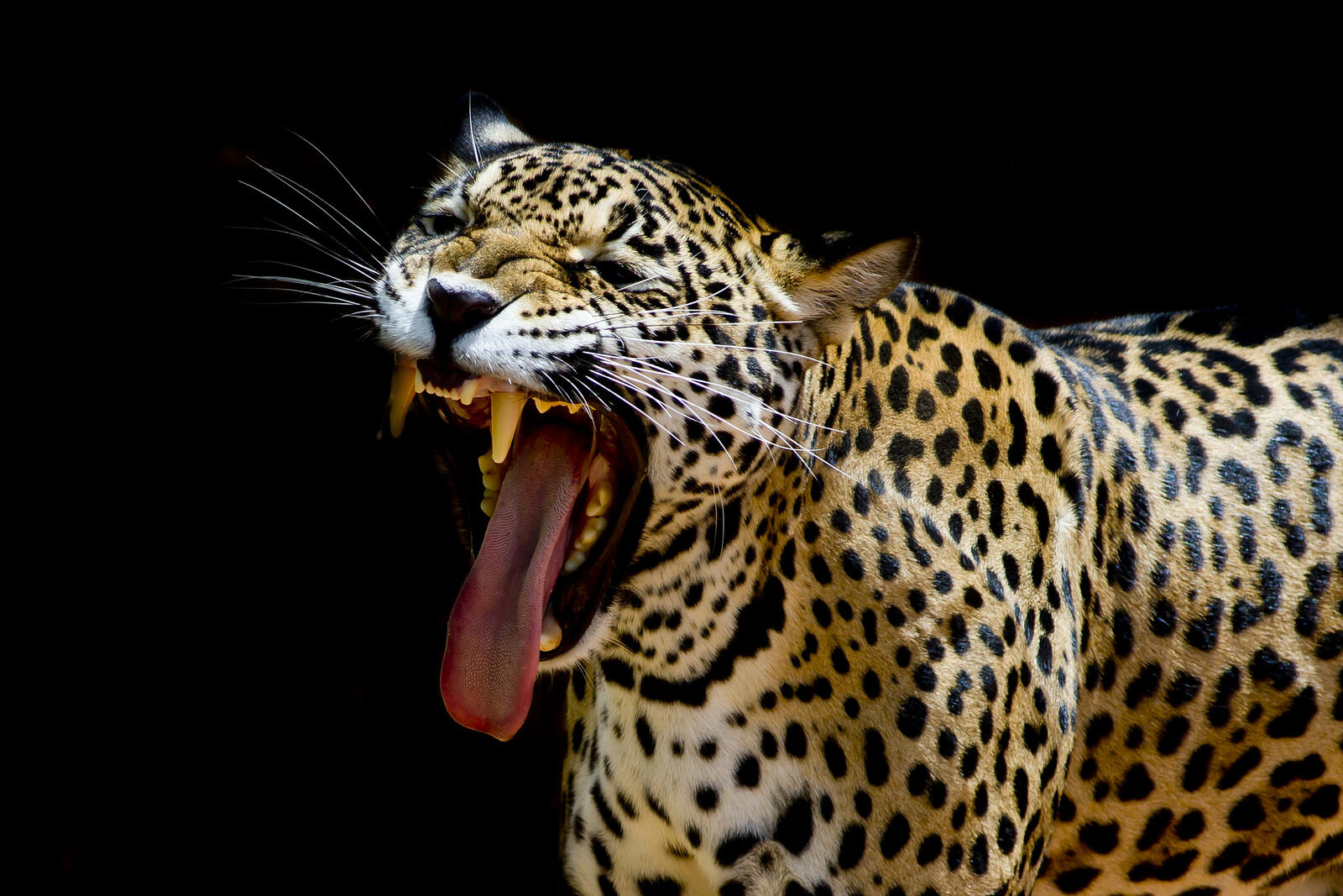 Wallpapers predatory cat predator Leopard portrait on the desktop