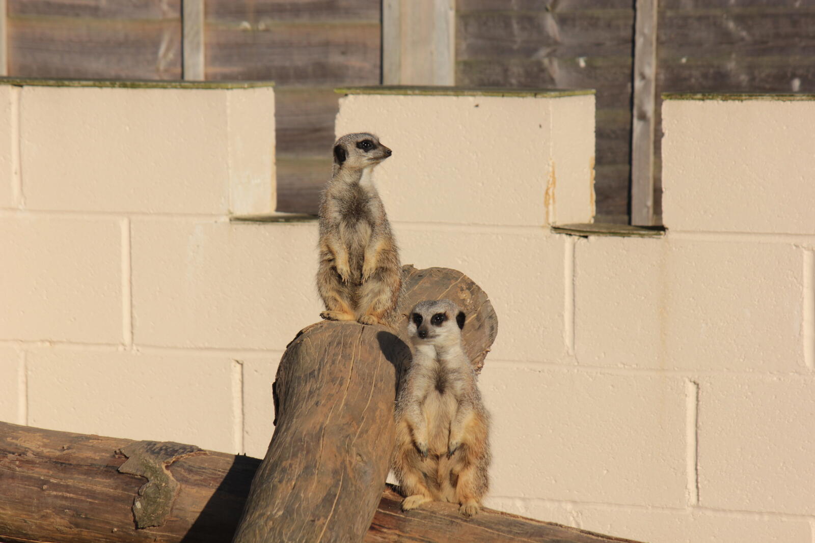 Free photo Domestic meerkats