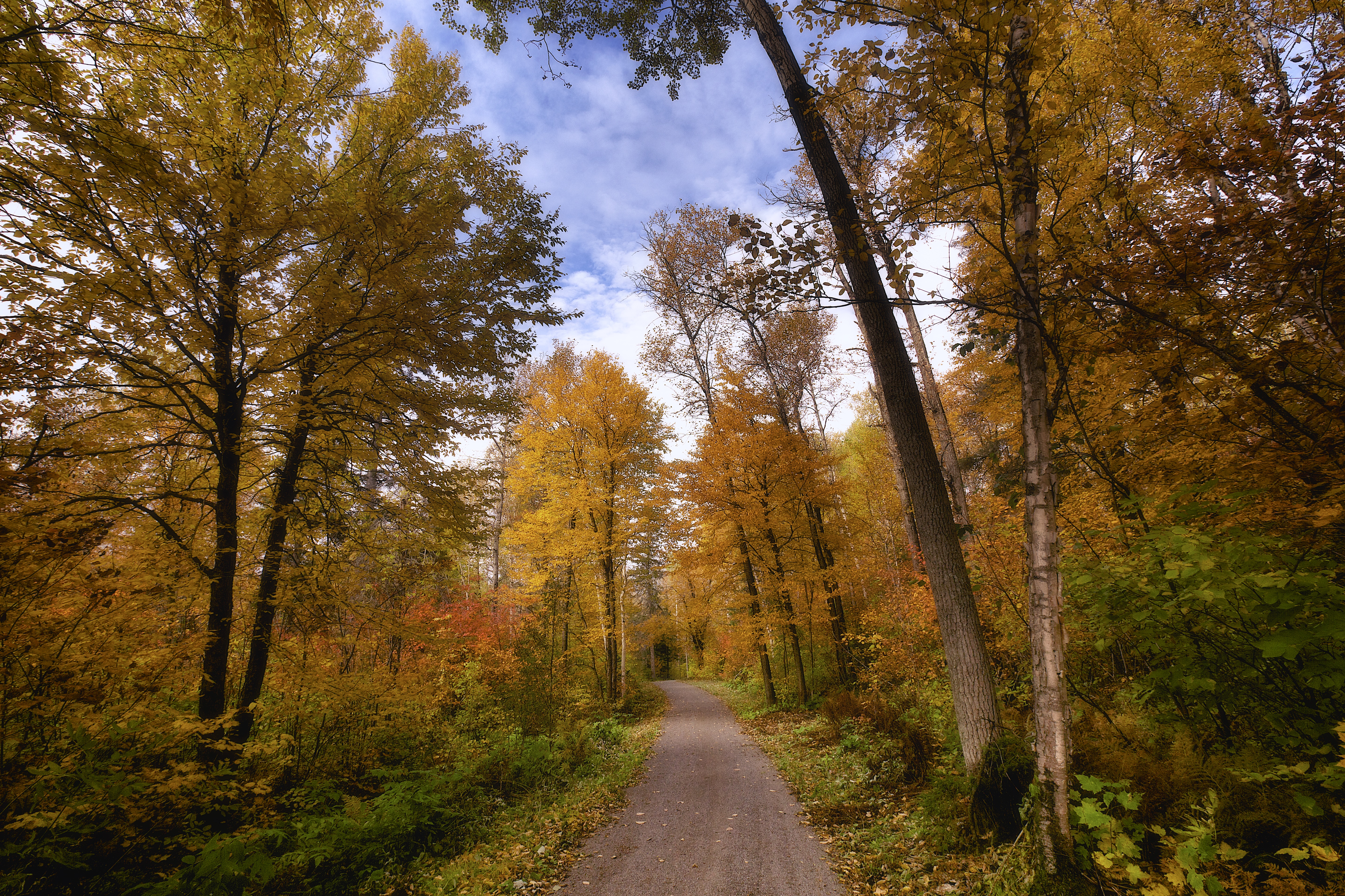 Обои осень осенние цвета лес на рабочий стол