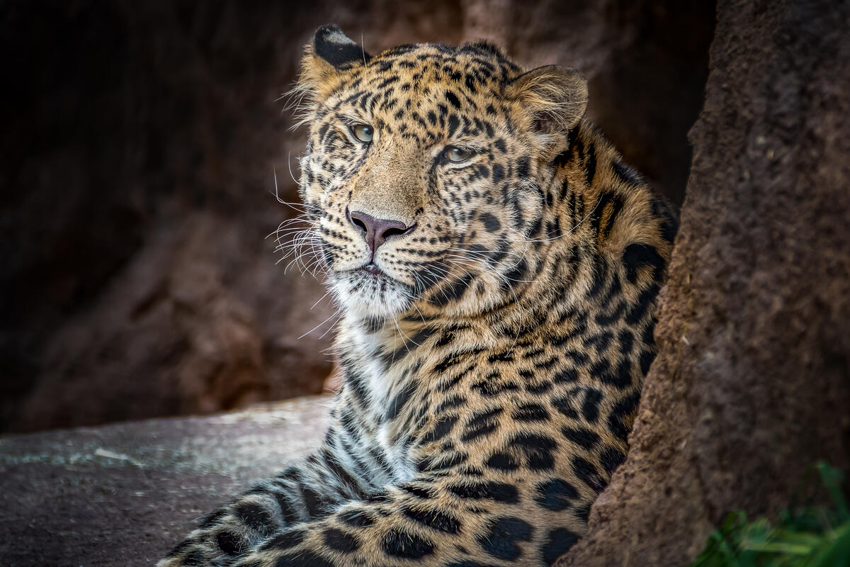 Old Leopard