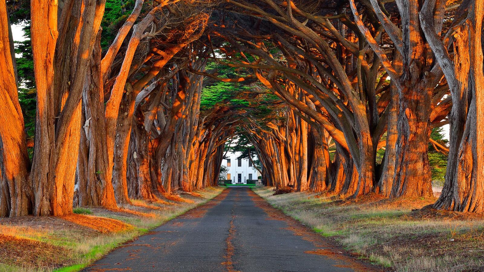 Wallpapers road tunnel trees house on the desktop