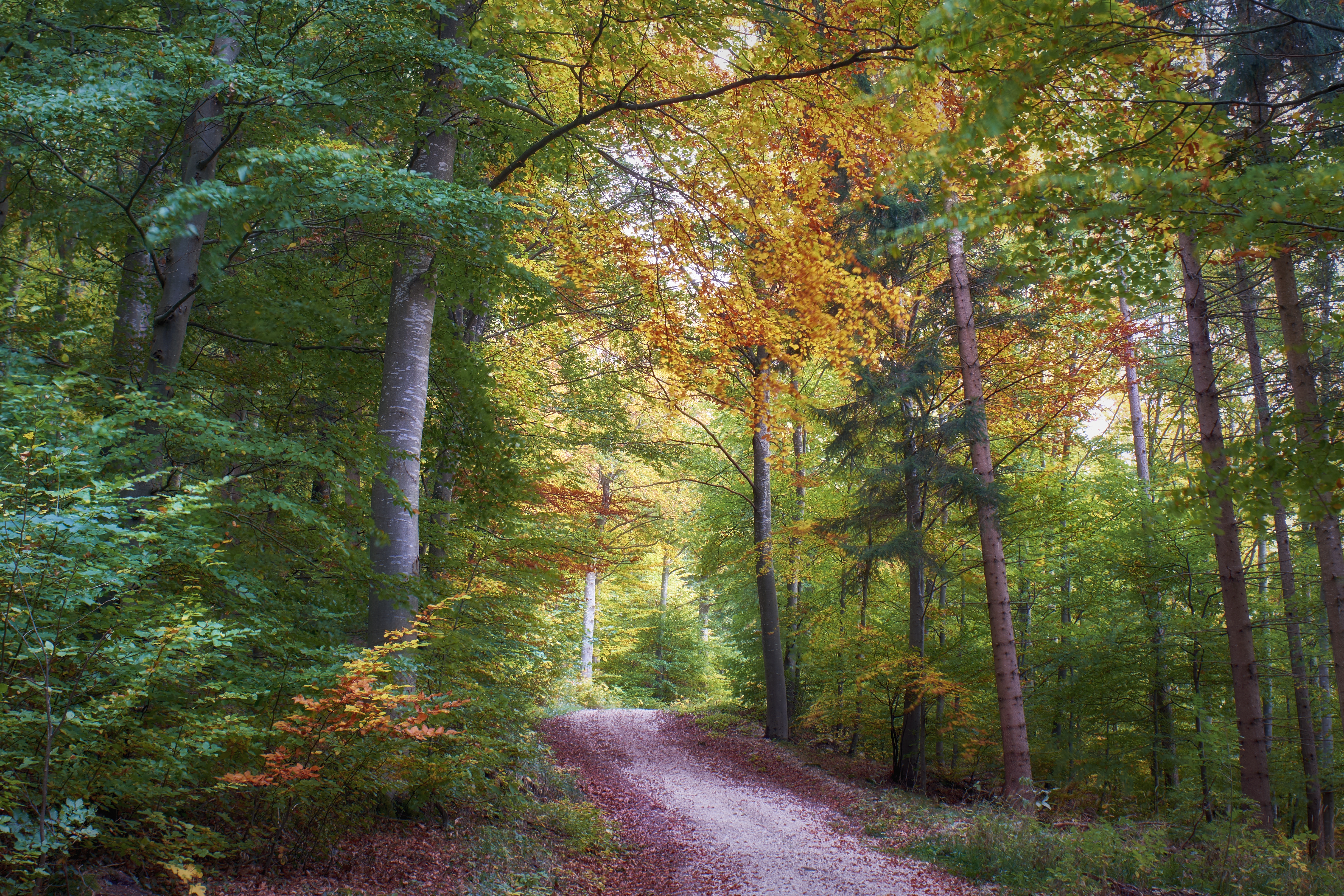 Wallpapers forest landscape autumn road on the desktop