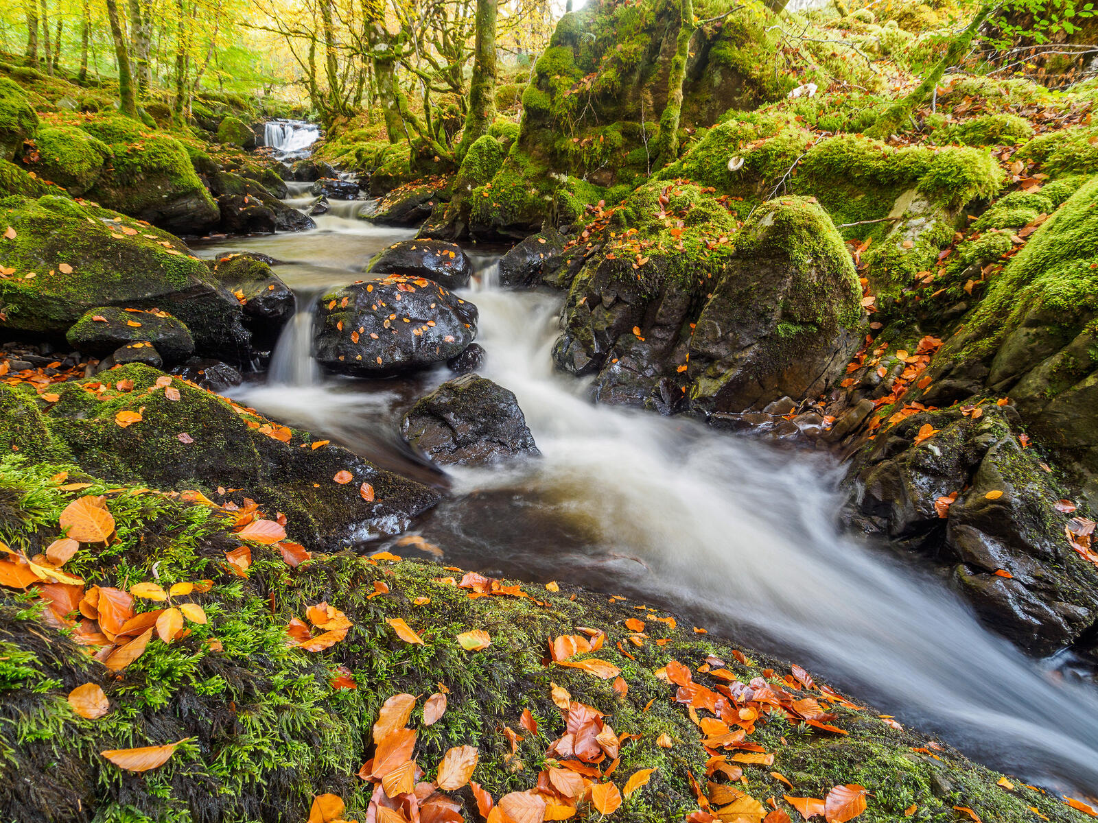 Wallpapers stream moss autumn leaves on the desktop