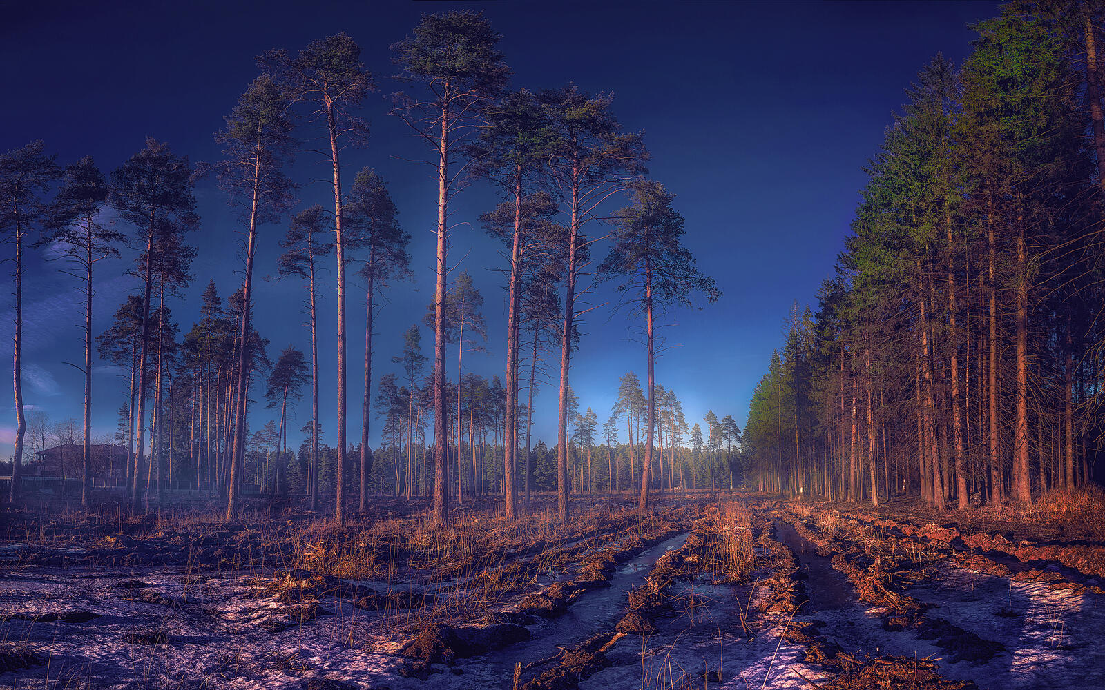 Wallpapers sunset field pine forest on the desktop
