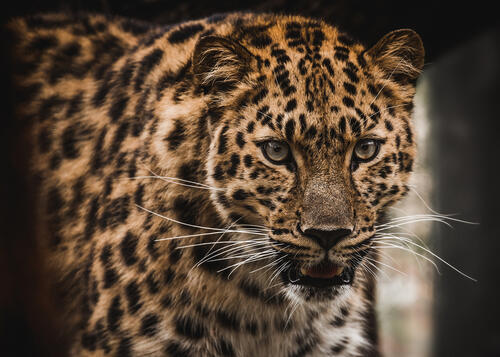 Красивый леопард · бесплатное фото