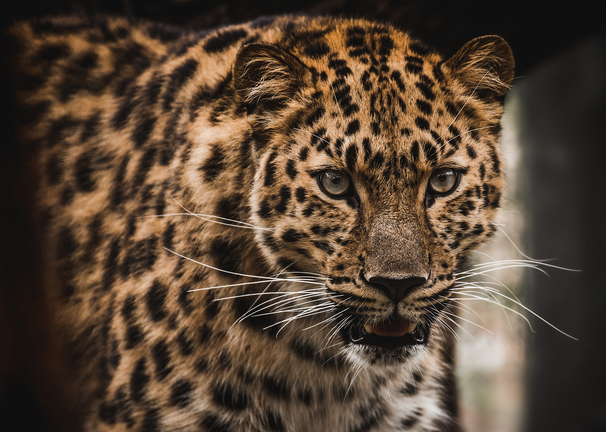 Бесплатное фото Красивый леопард