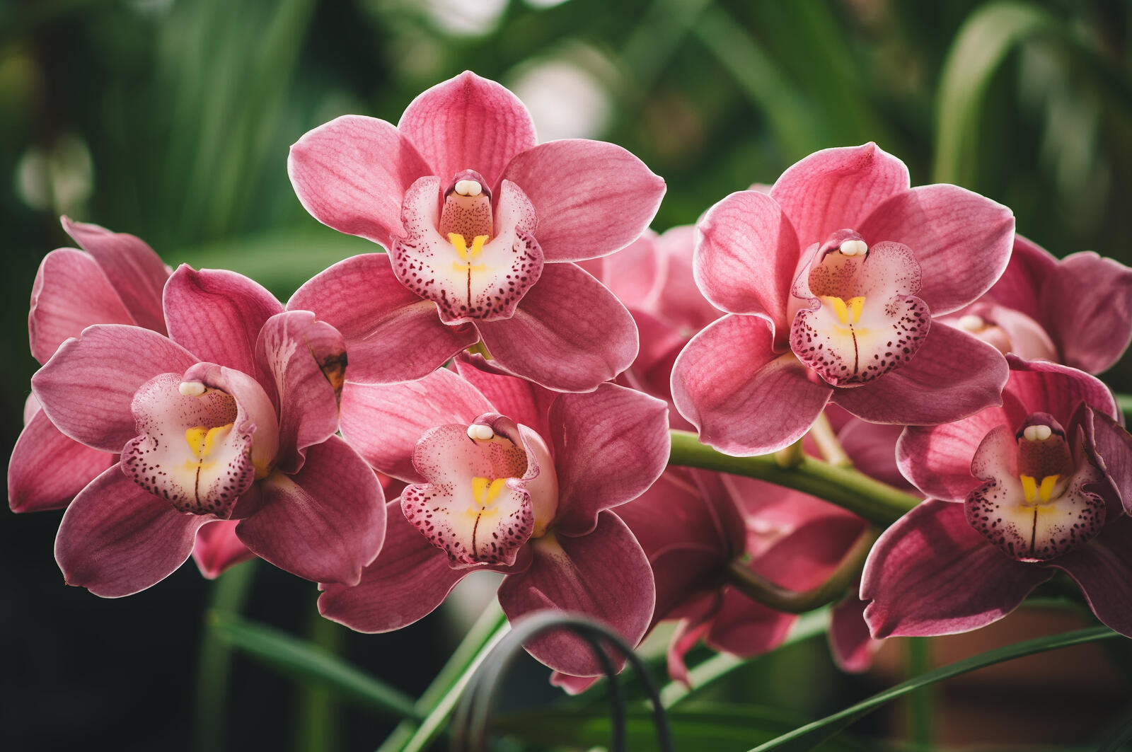 Бесплатное фото Розовая орхидея