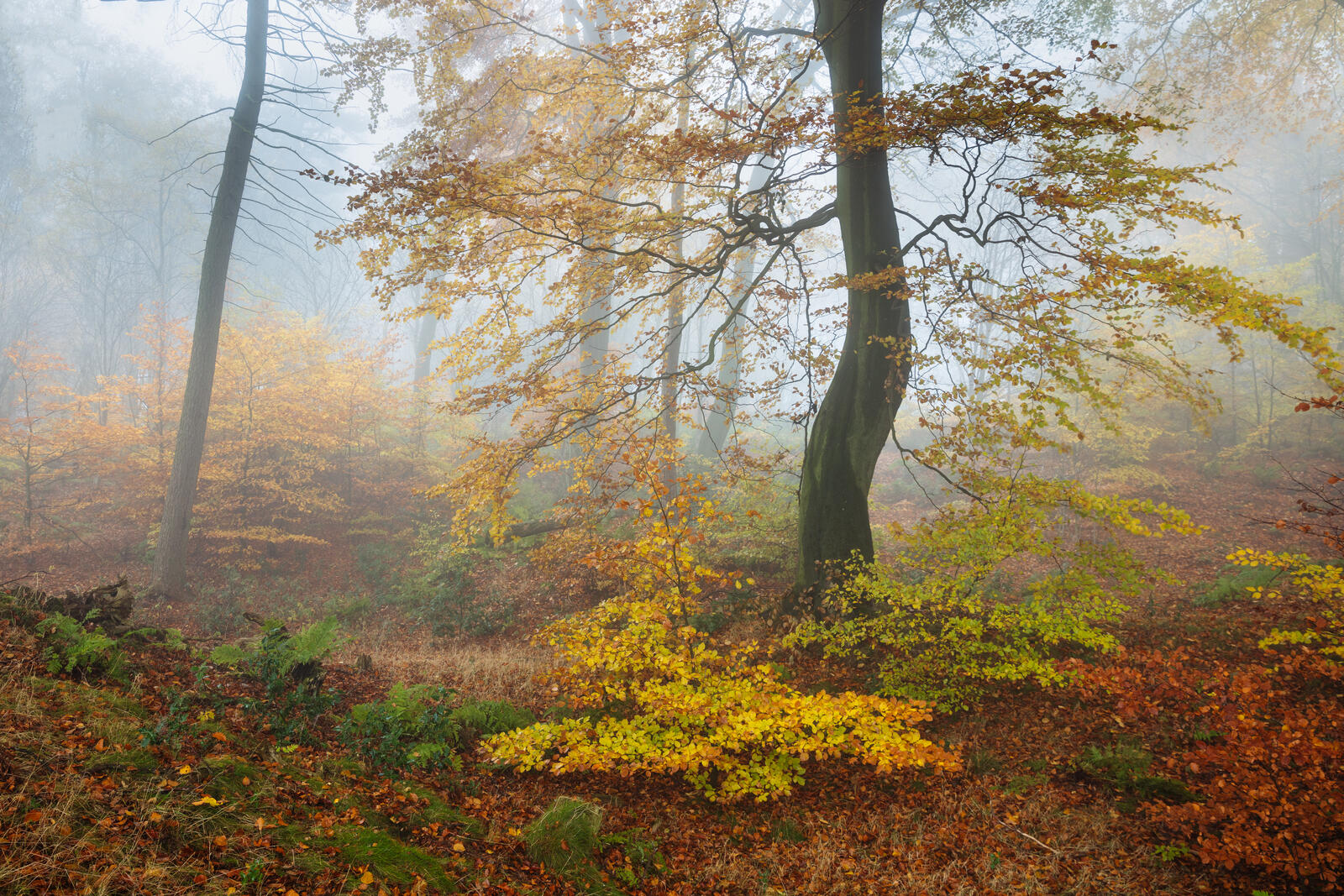 Бесплатное фото Осенняя лесная природа