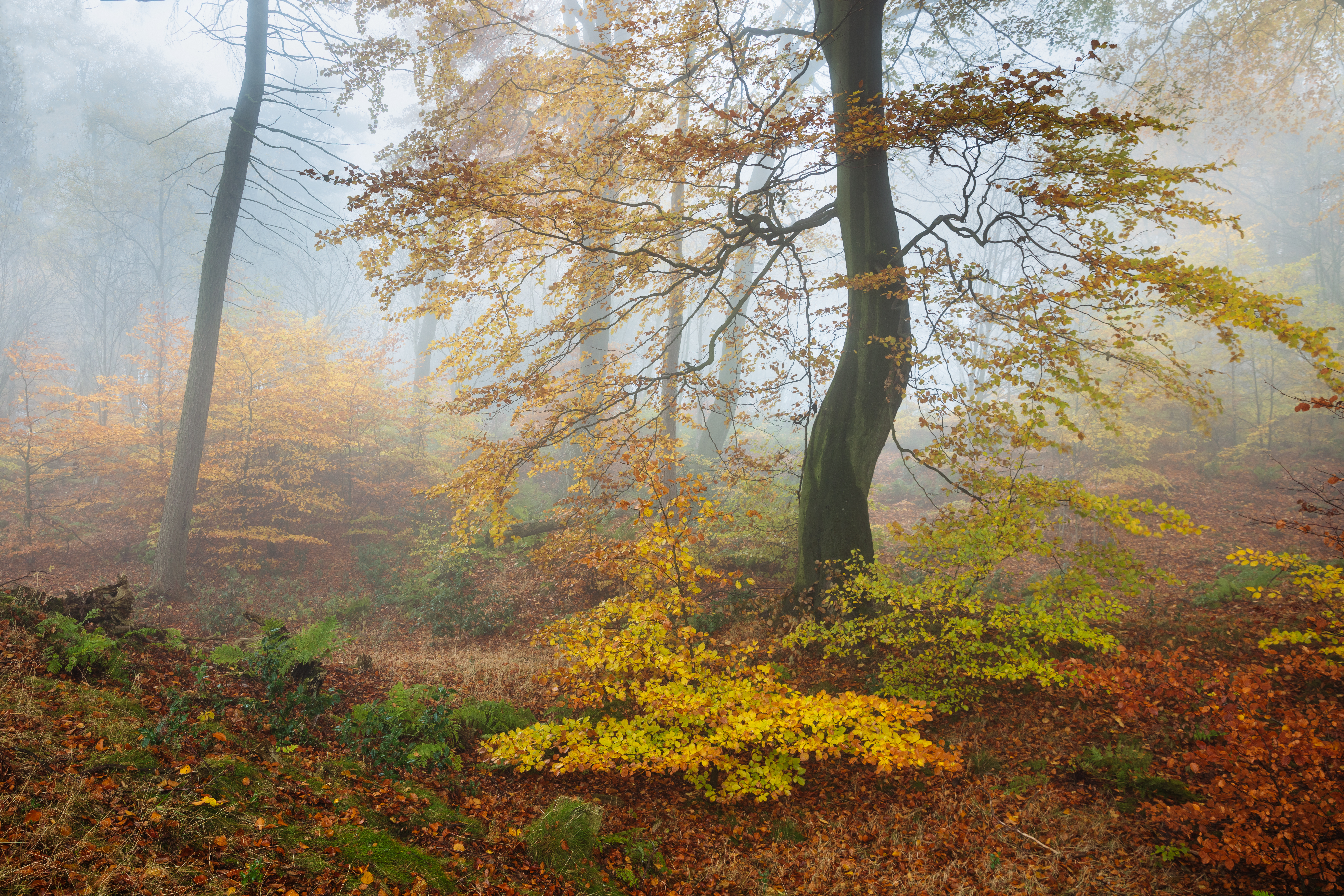 Осенняя лесная природа · бесплатная фотография