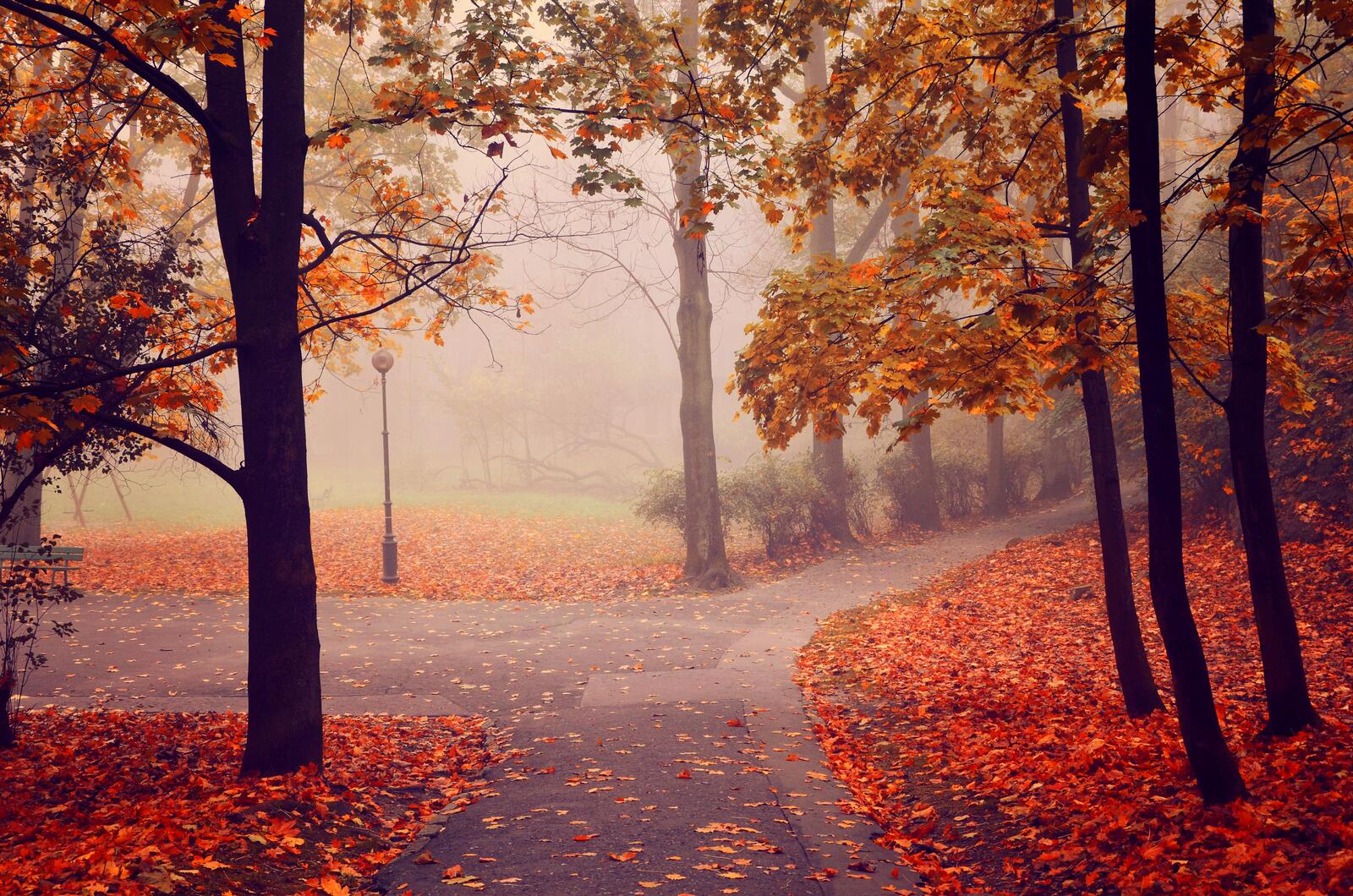 Wallpapers autumn autumn colors fog on the desktop