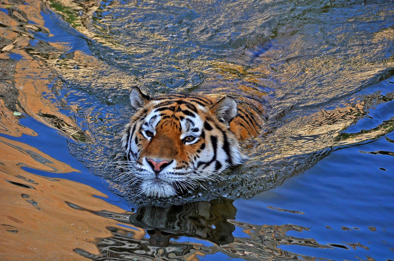 Обои Красиво плывет в полосатом купальнике тигр хищник на рабочий стол