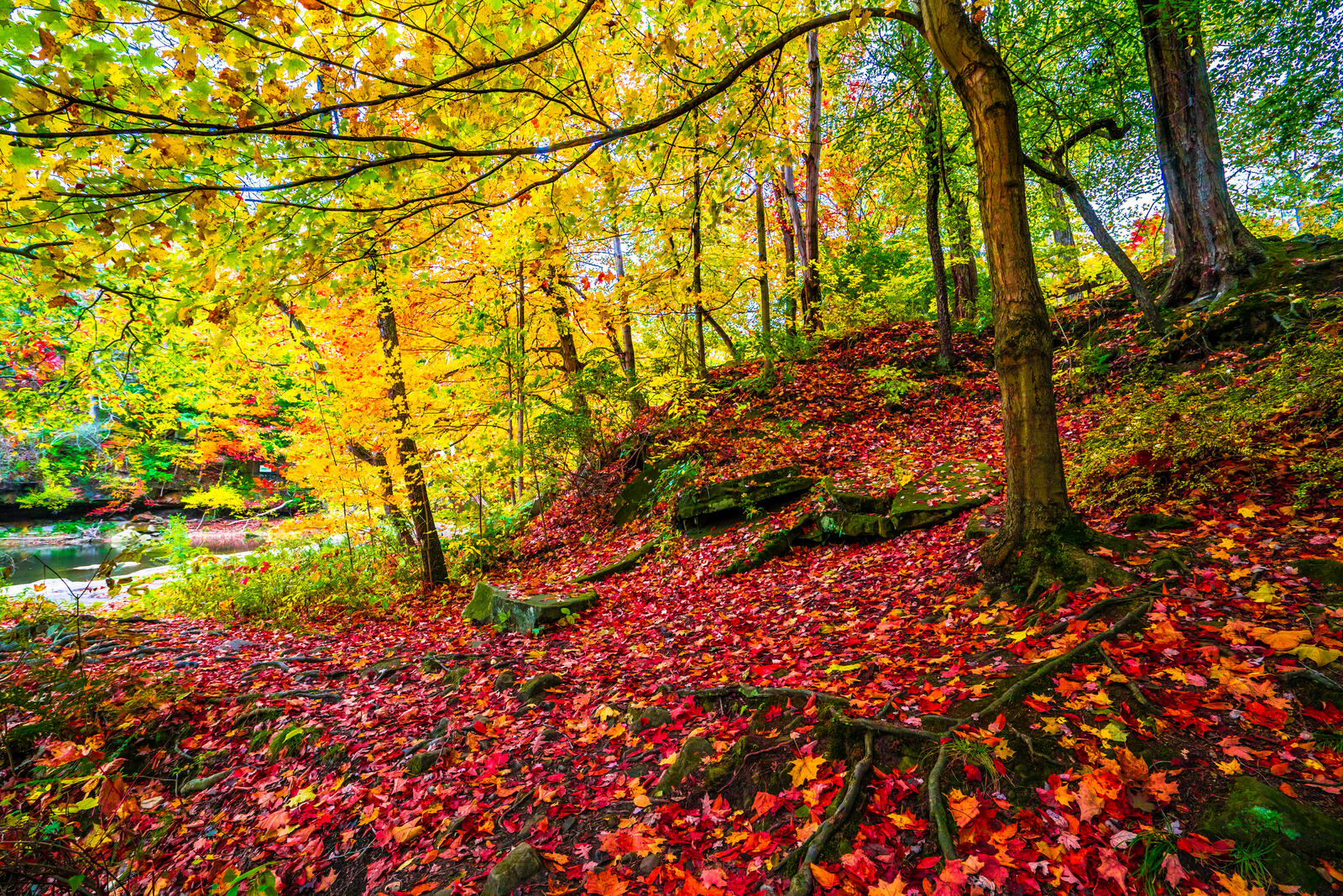 Осень - осенние листья