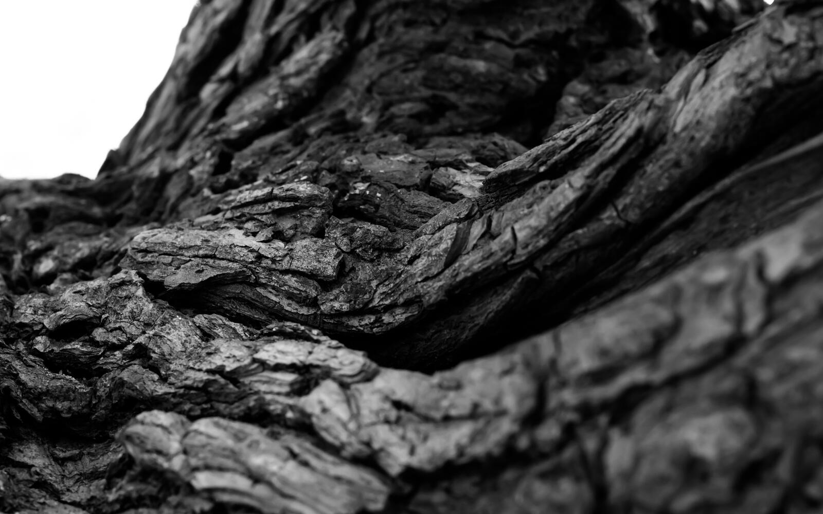 Wallpapers tree bark roots monochrome on the desktop
