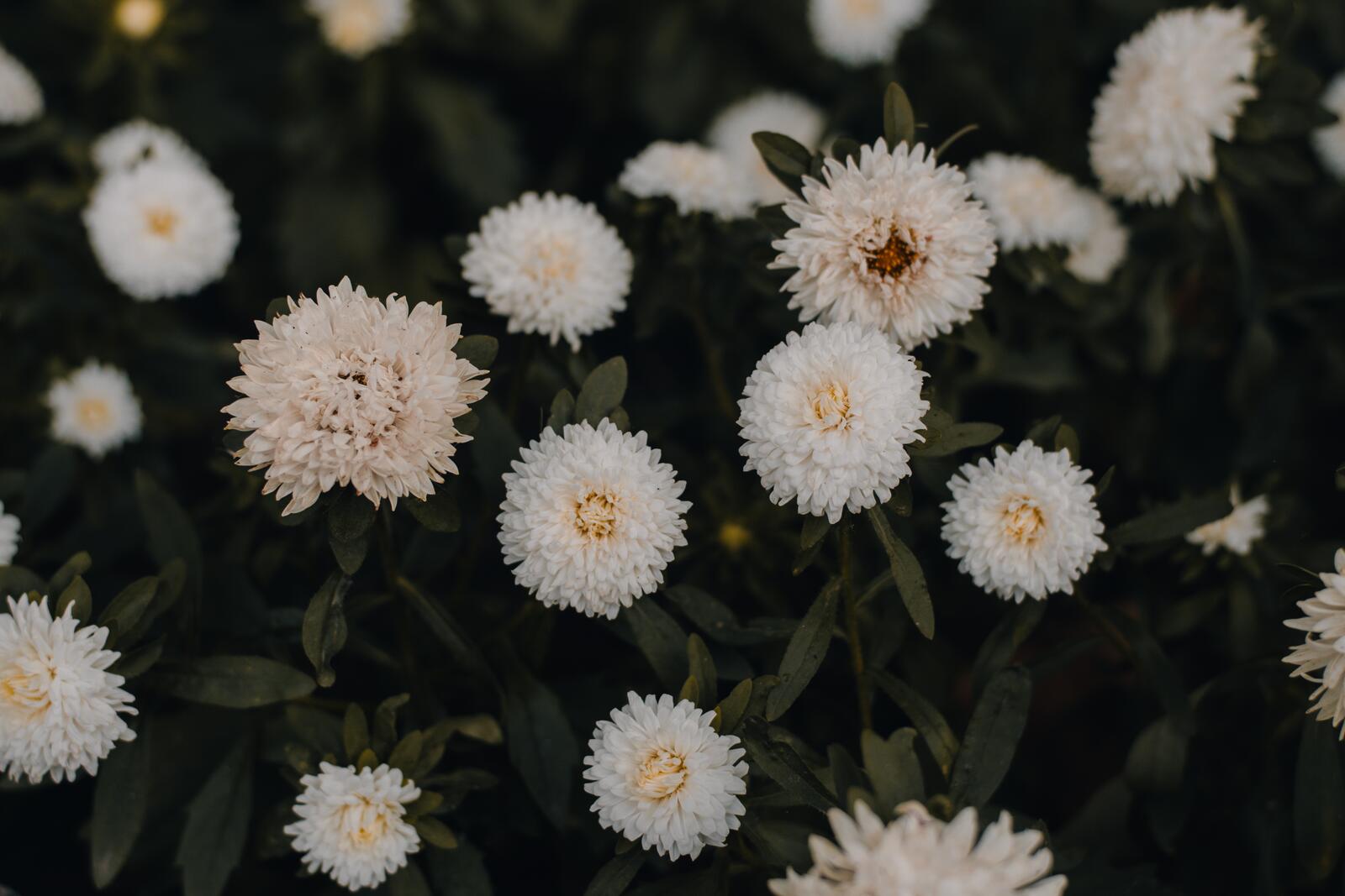Wallpapers white asters flora fuzzy on the desktop
