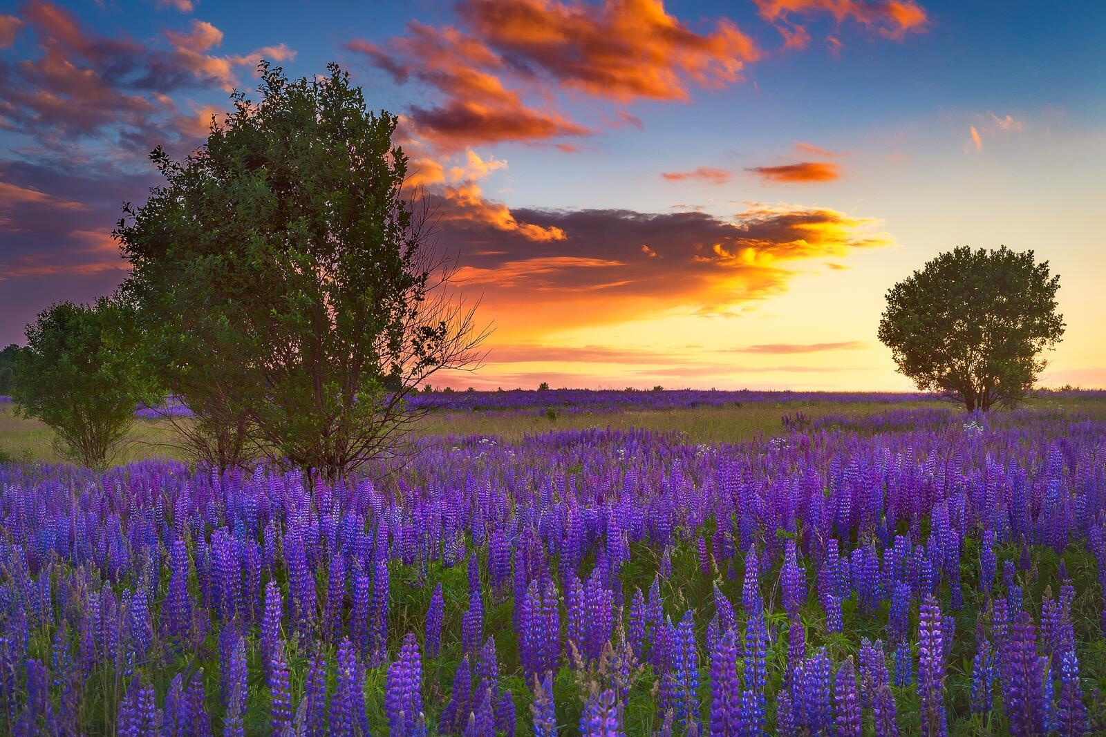 Wallpapers lupine sunset trees on the desktop