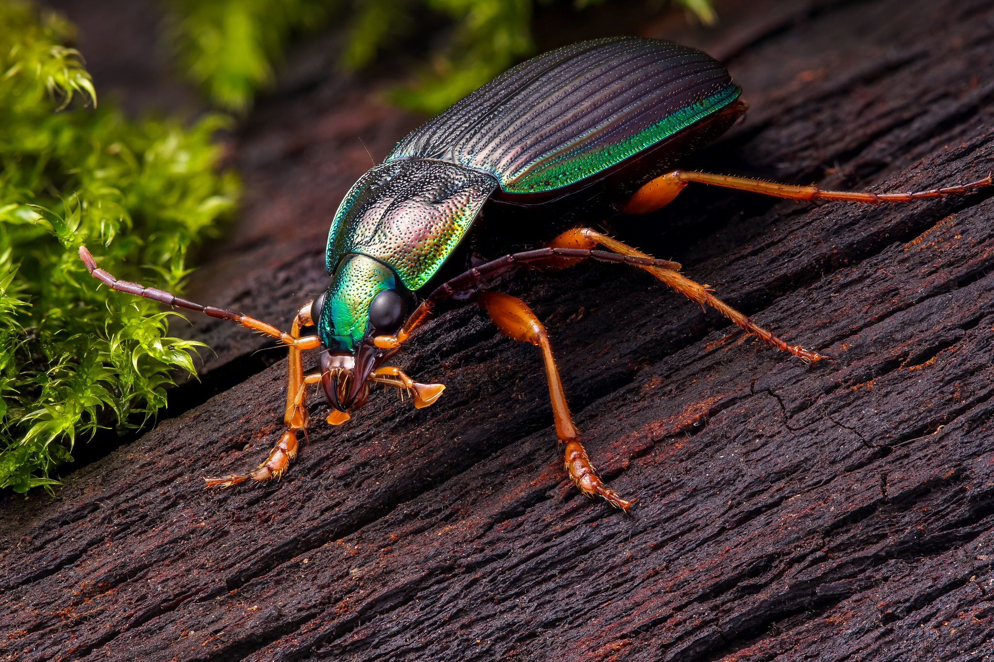Wallpapers Chlaenius slizneed Very colorful beetle carabid of Bush forests Natitingou on the desktop