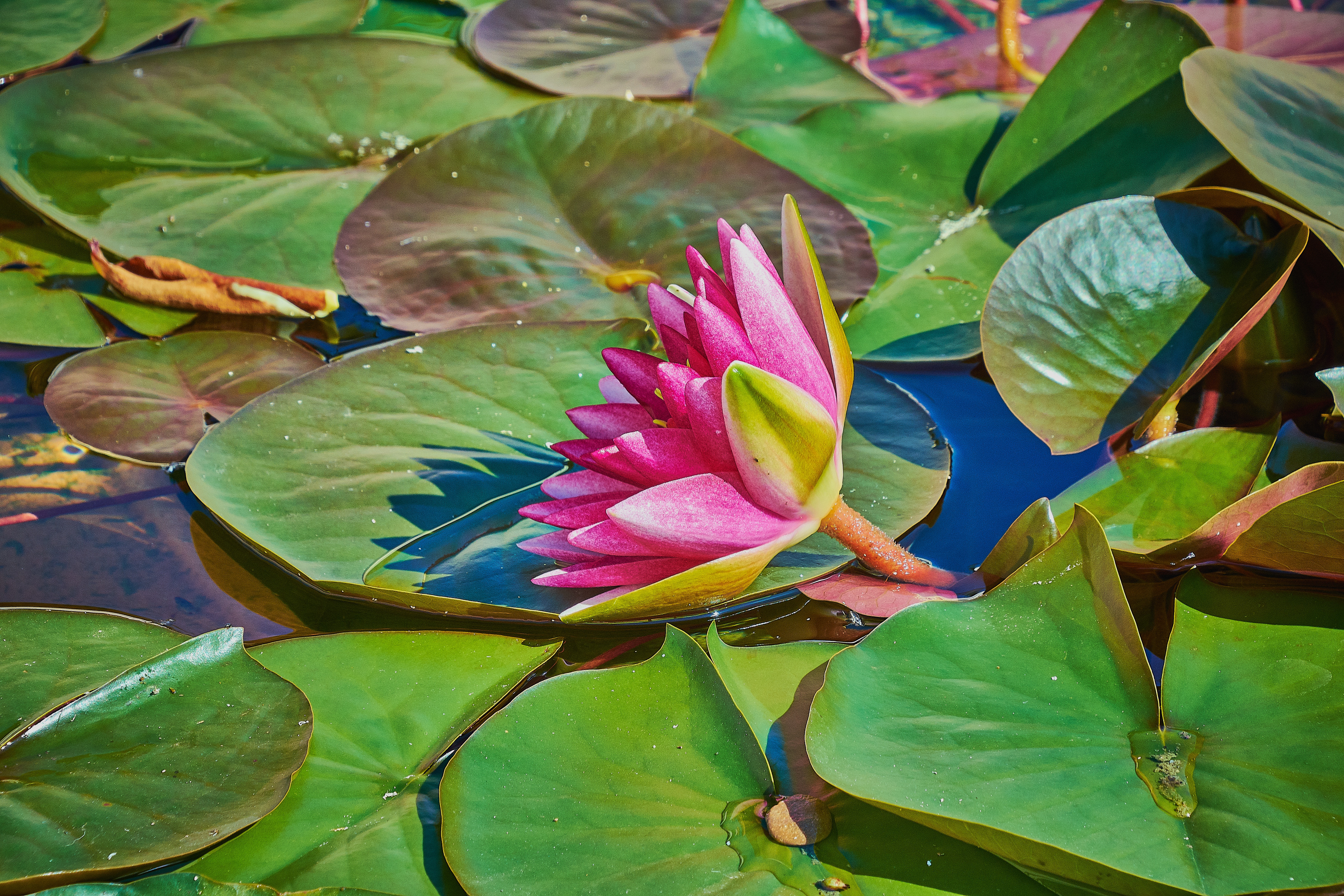Wallpapers purple pond water Lily on the desktop