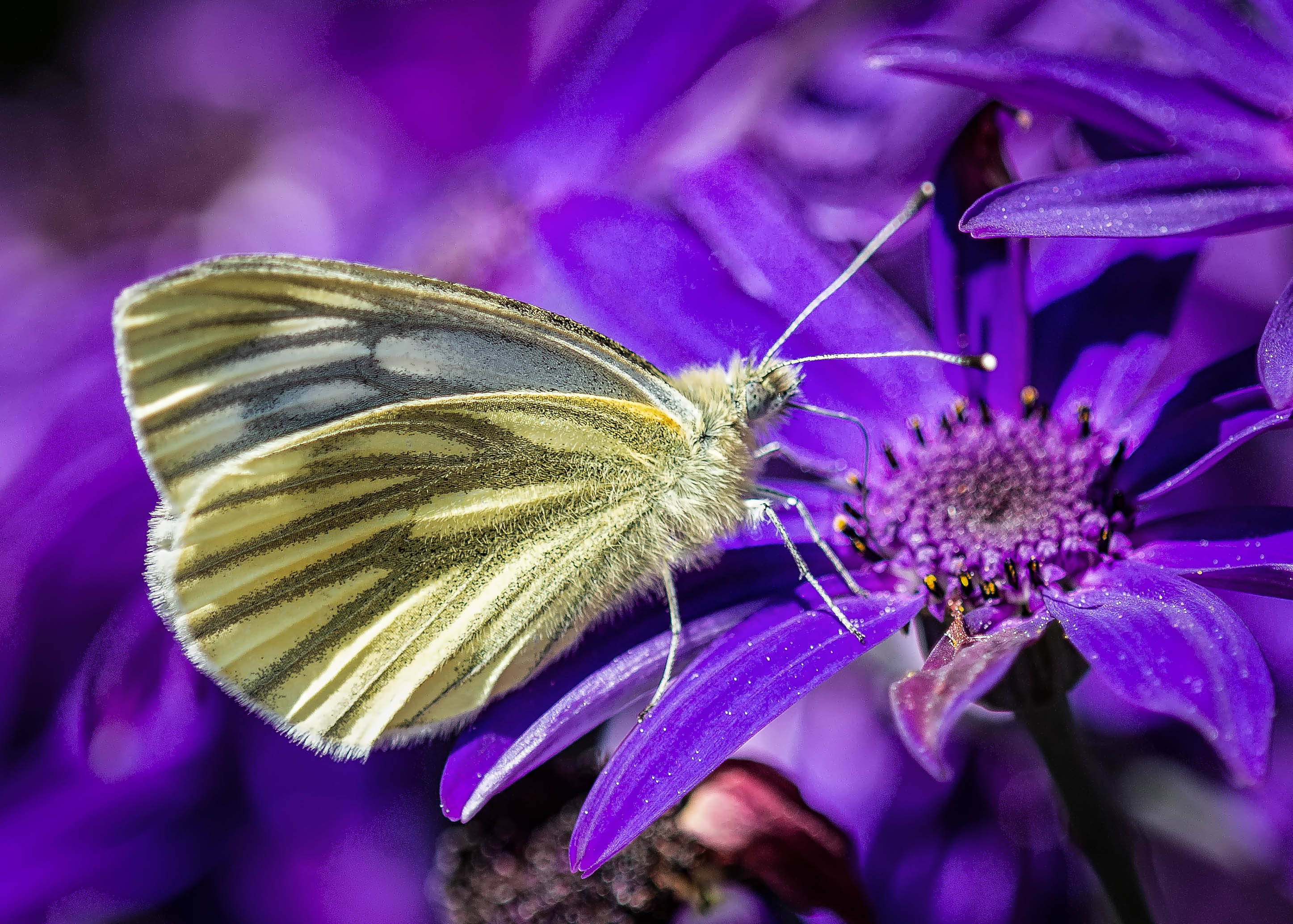 Фото бесплатно мотылек, бабочка, на цветке