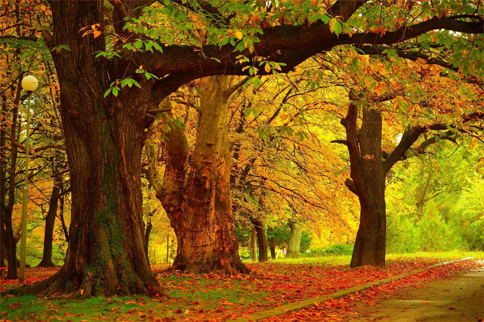 Обои деревья осенние листья пейзаж на рабочий стол