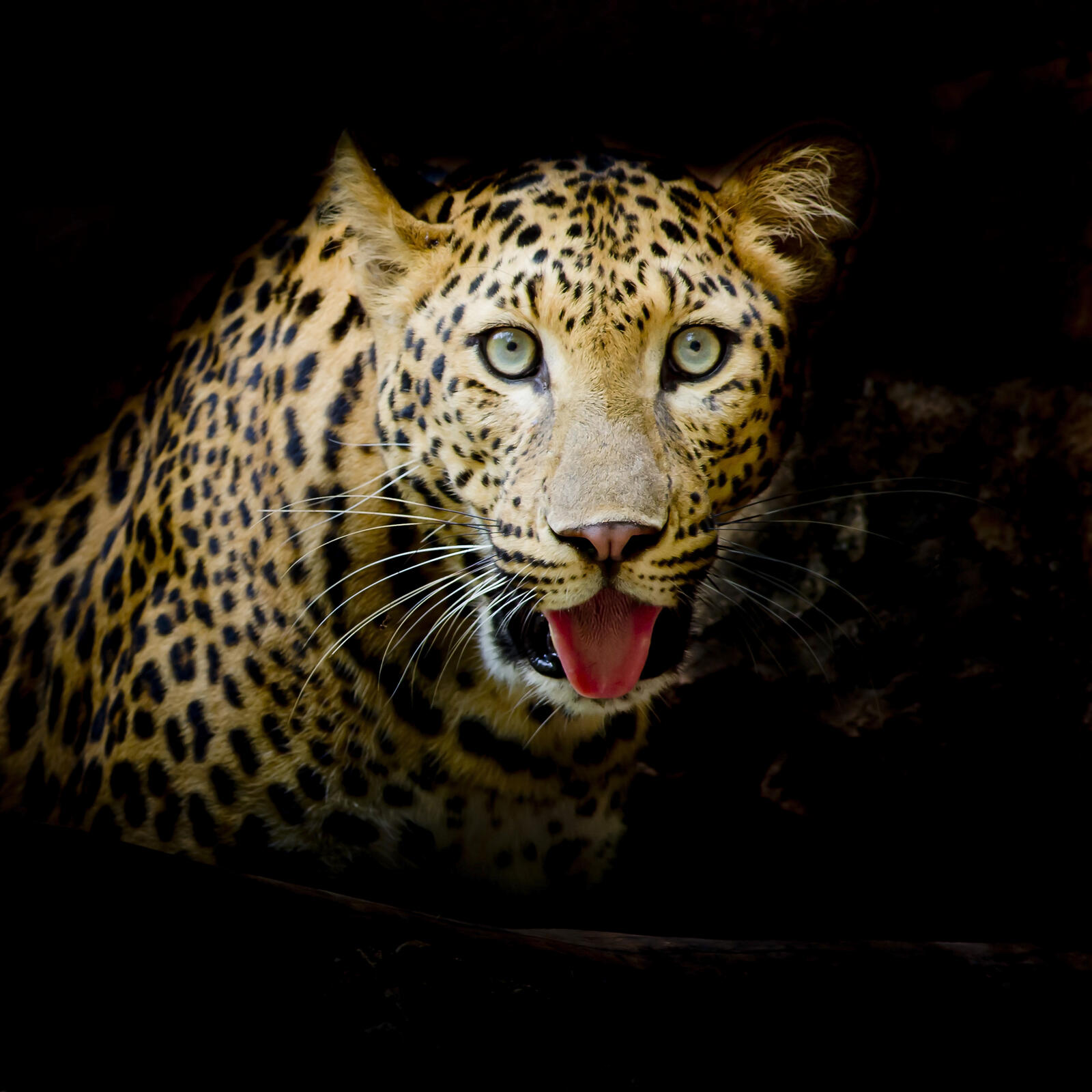 Wallpapers tongue leopard big cat on the desktop