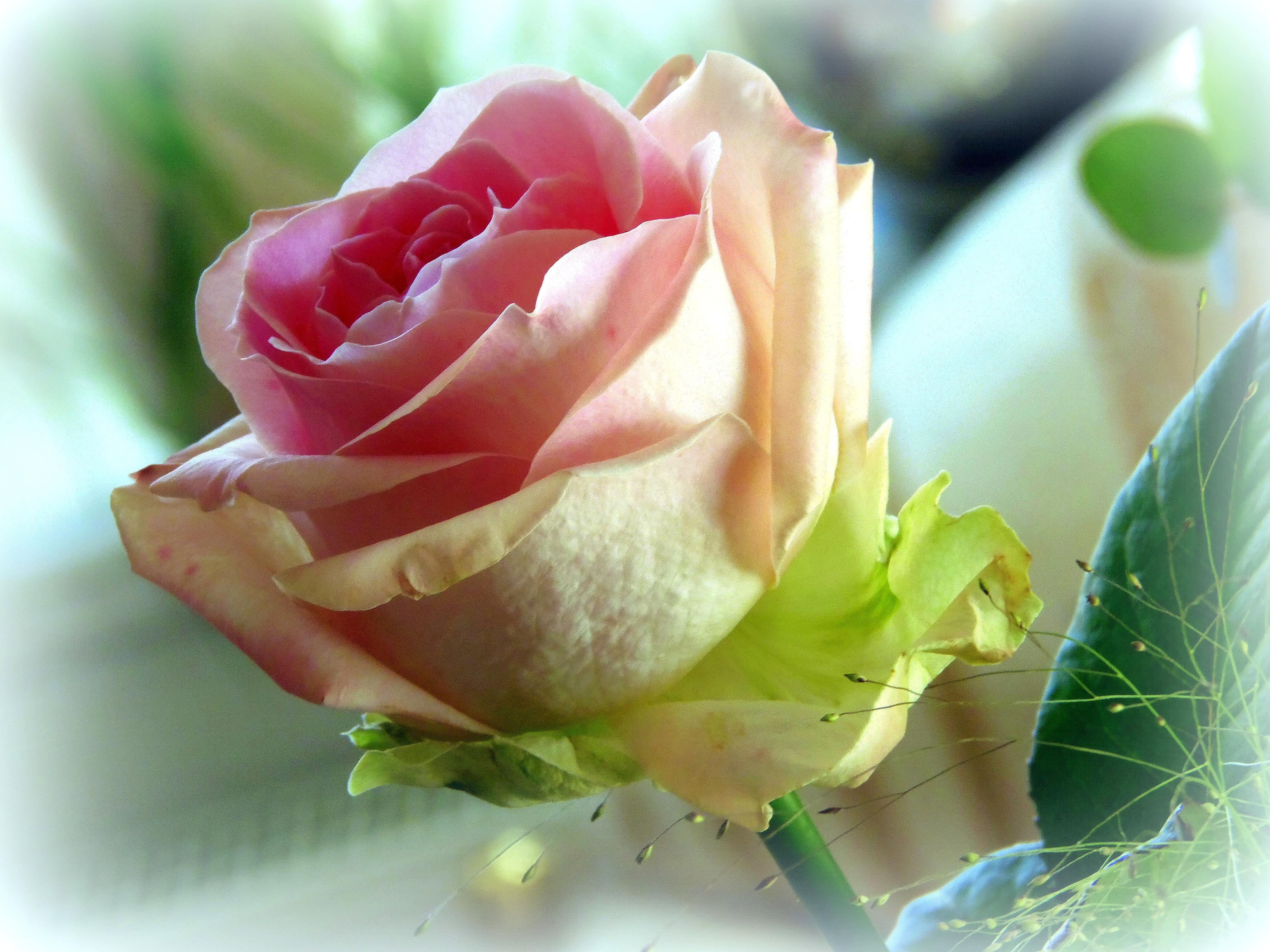 桌面上的壁纸白玫瑰 孤芳 玫瑰