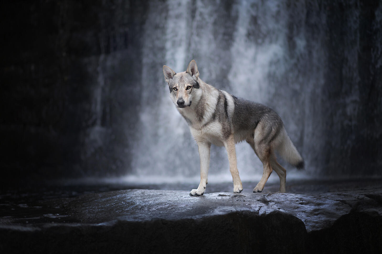 Free photo Wolf dog near the waterfall