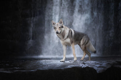 Wolf dog near the waterfall