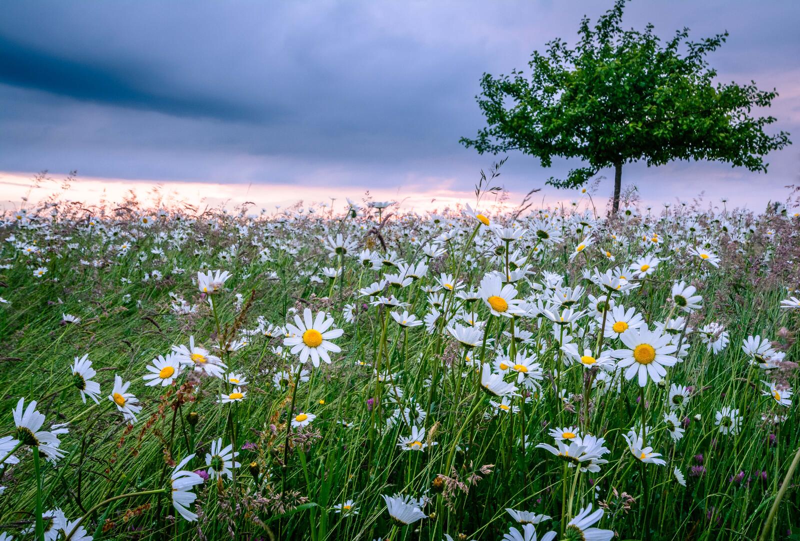 Wallpapers daisies sunset landscape on the desktop