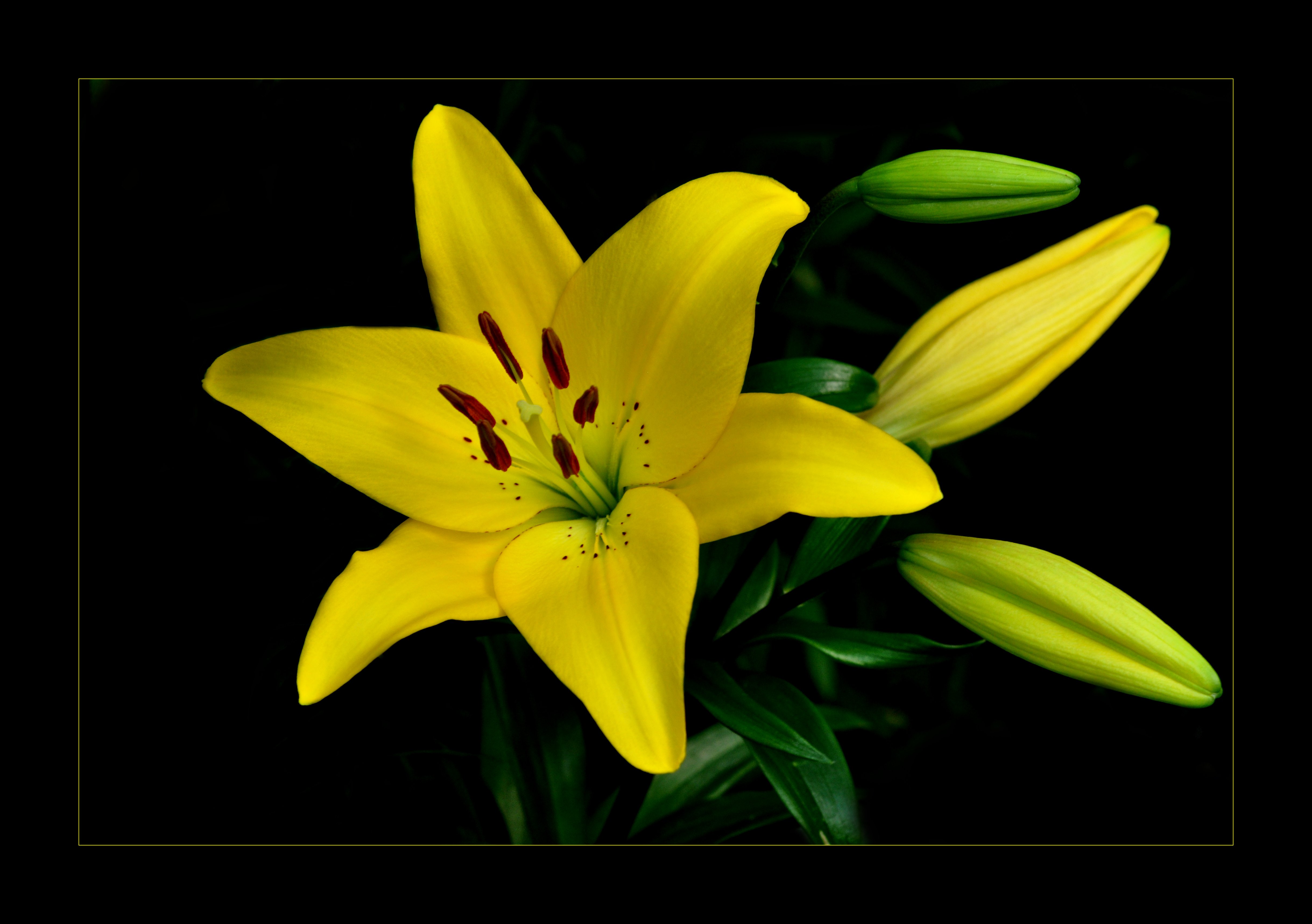 Photo free lilies, yellow flower, flower