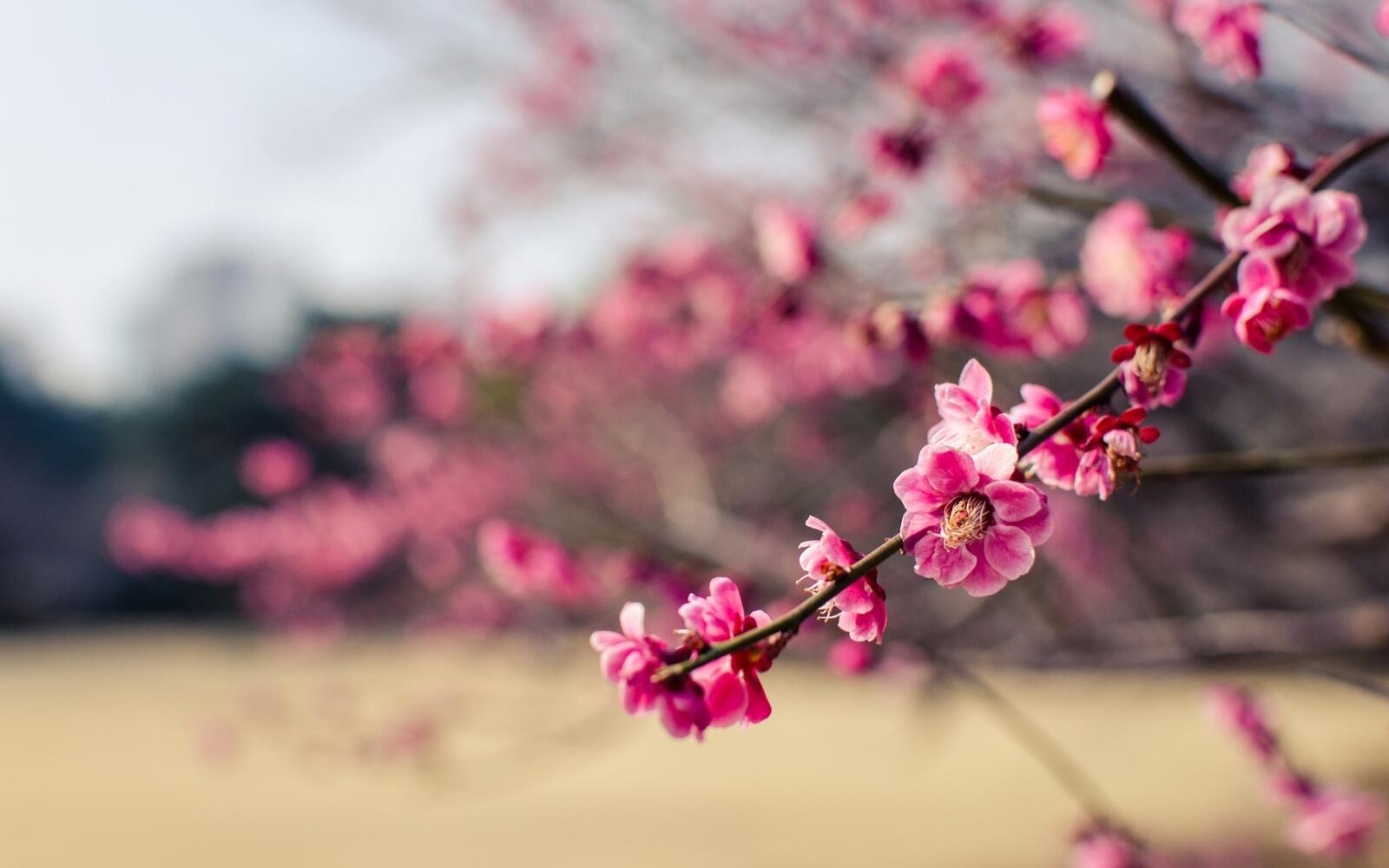Обои ветки Япония розовые цветы на рабочий стол