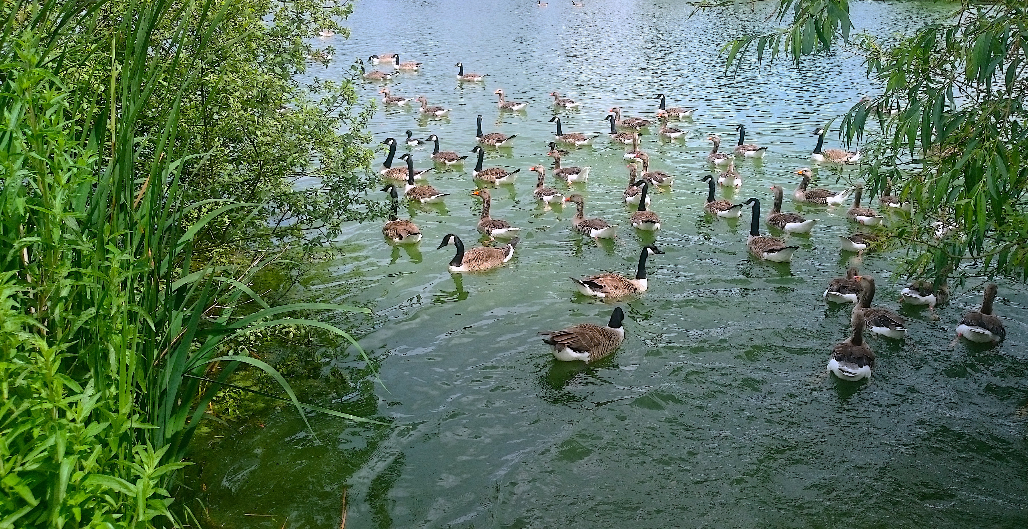 Photo free pond, geese, waterfowl