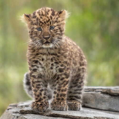 Leopard World
