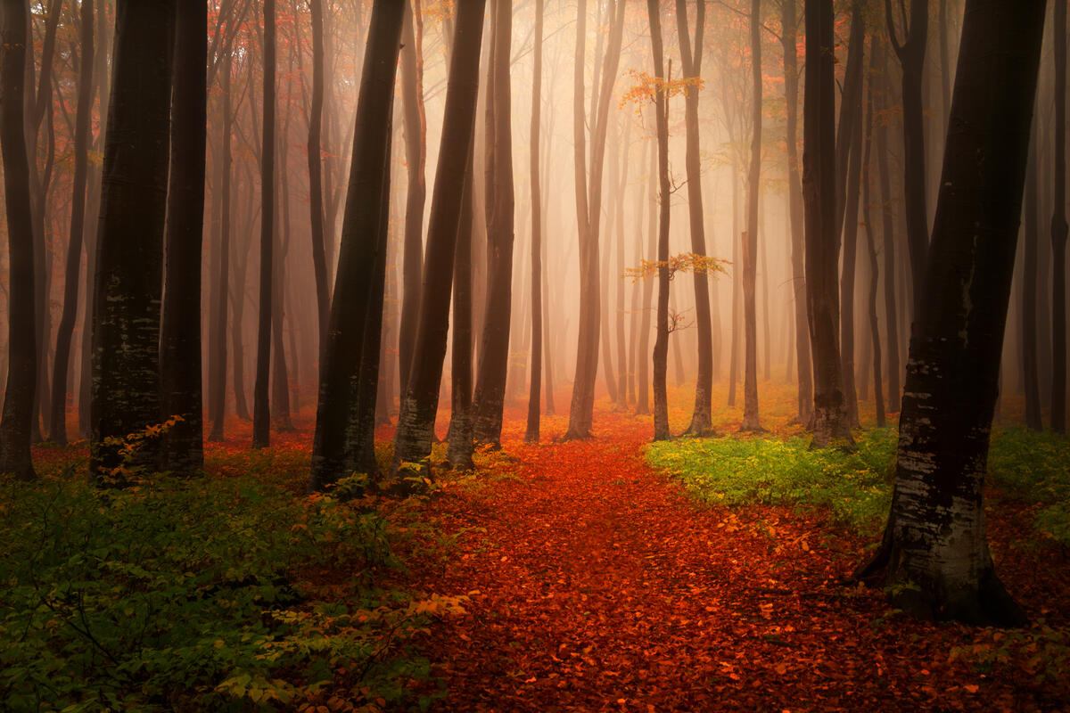 Wonderful autumn forest and fog