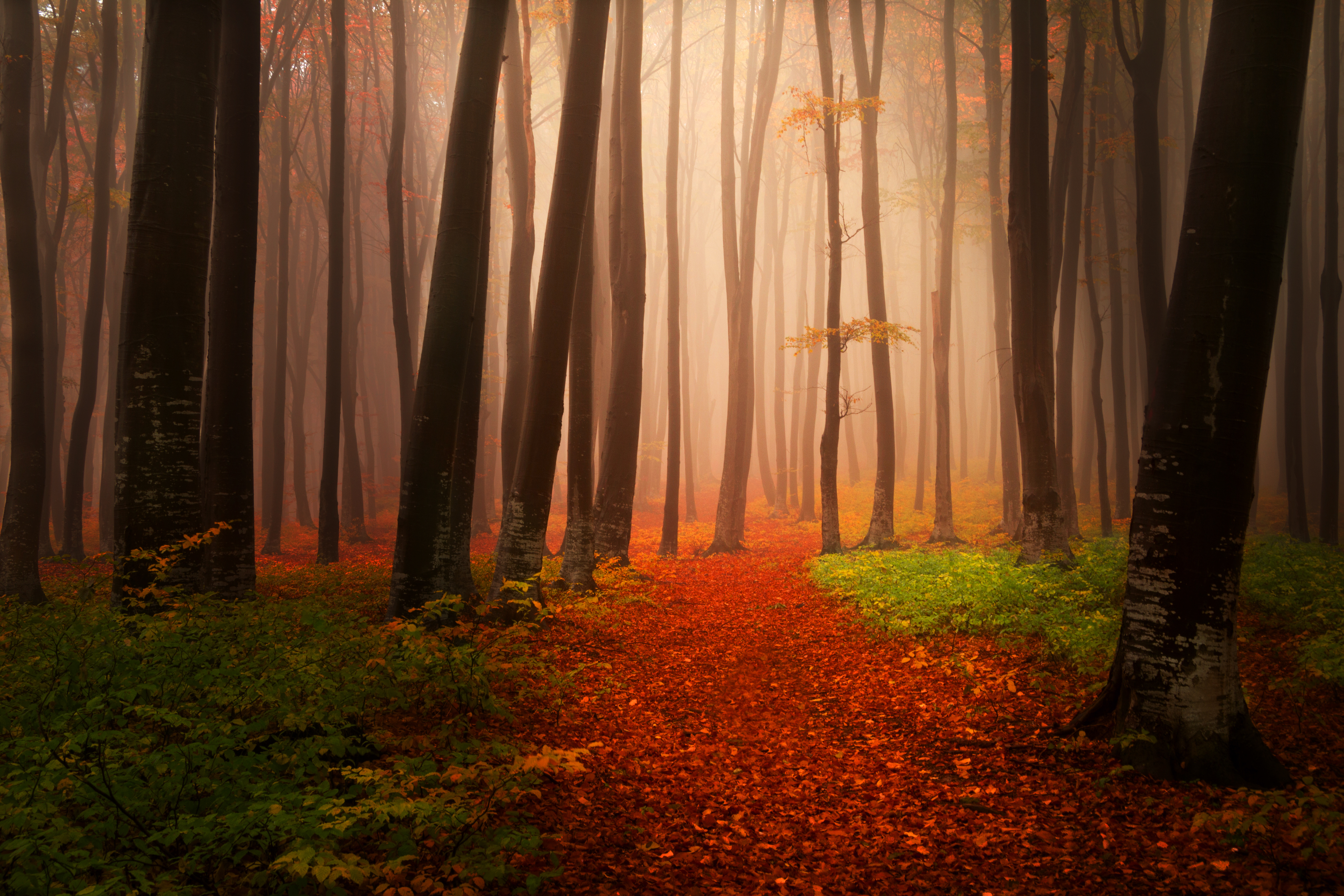 Бесплатное фото Чудный осенний лес и туман
