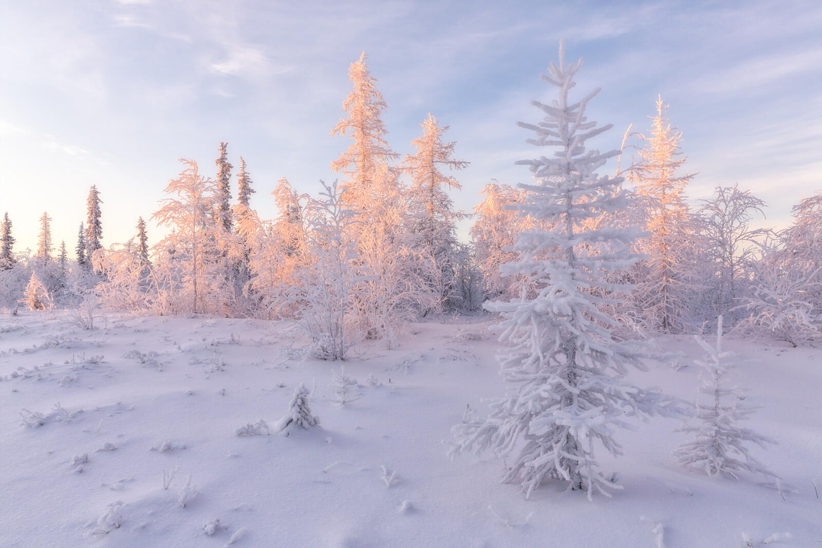 Wallpapers landscape trees forest tundra on the desktop