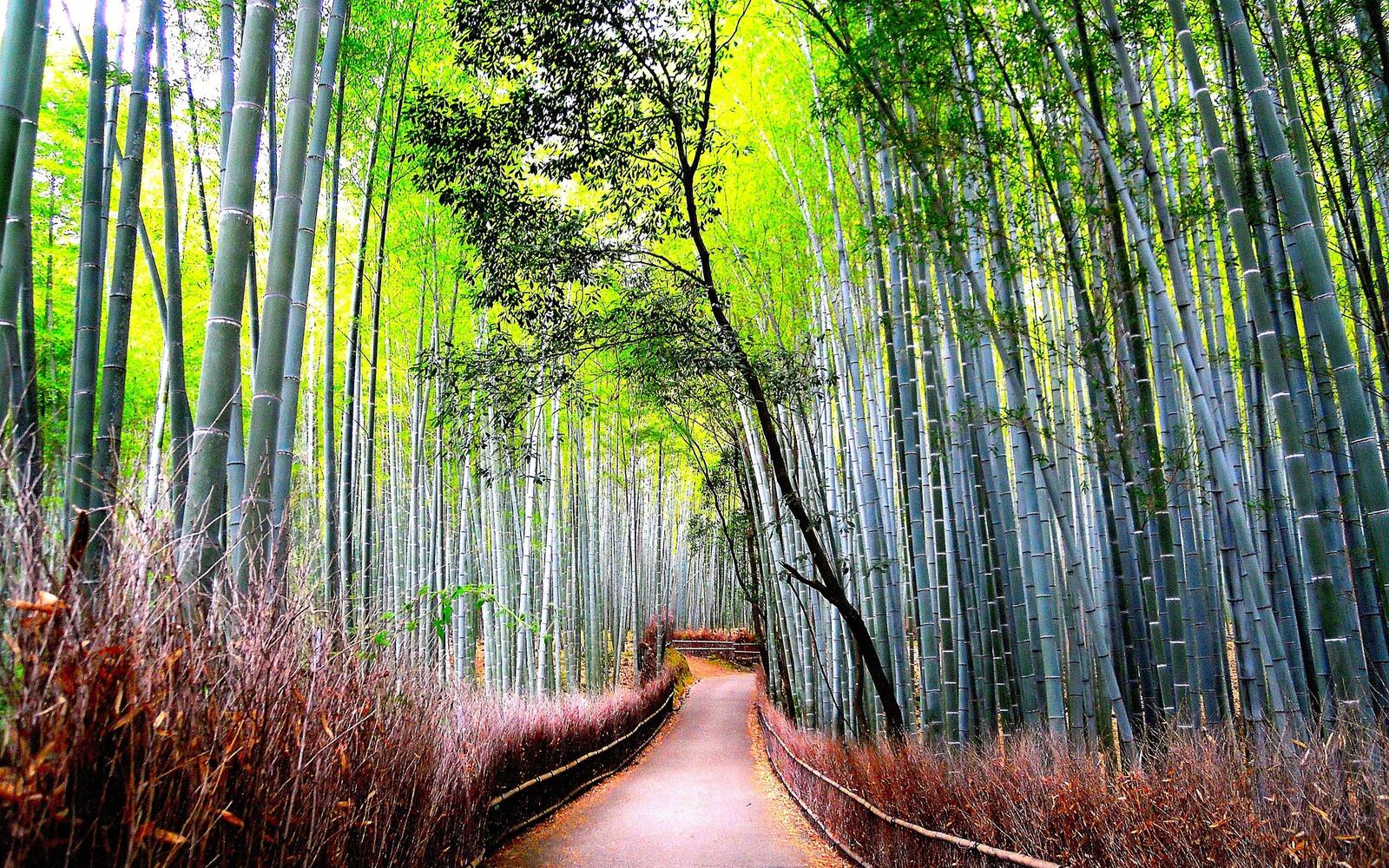 Free photo Bamboo forest