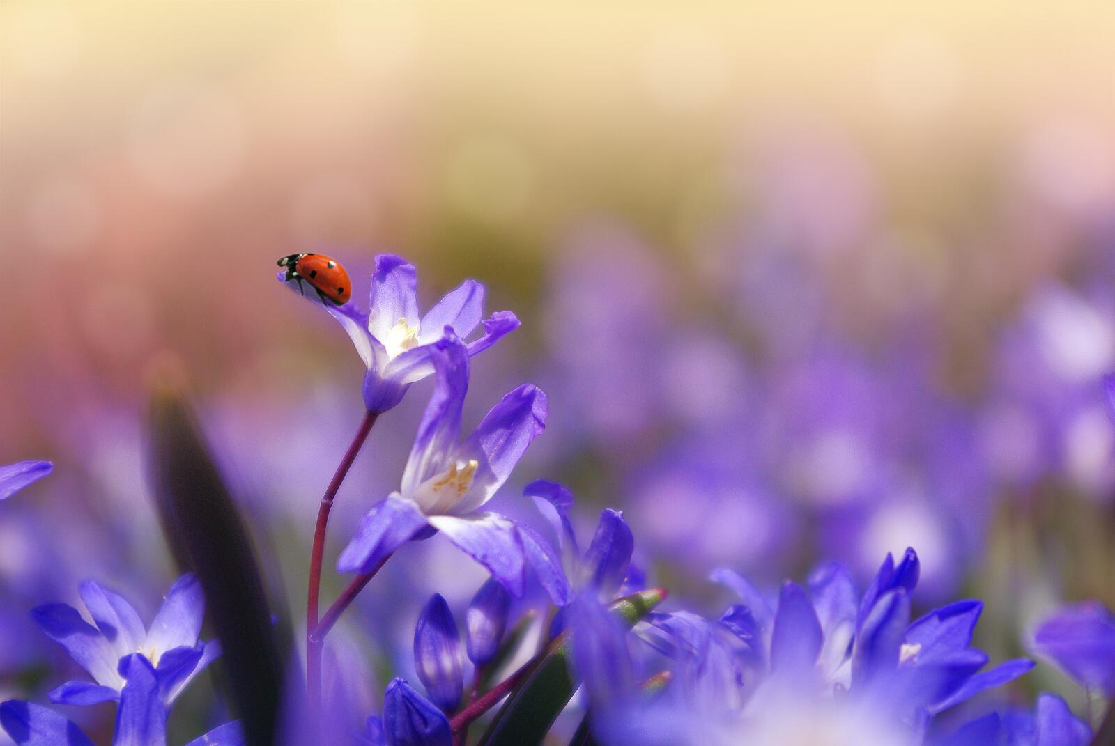 Wallpapers flowers ladybug insect on the desktop