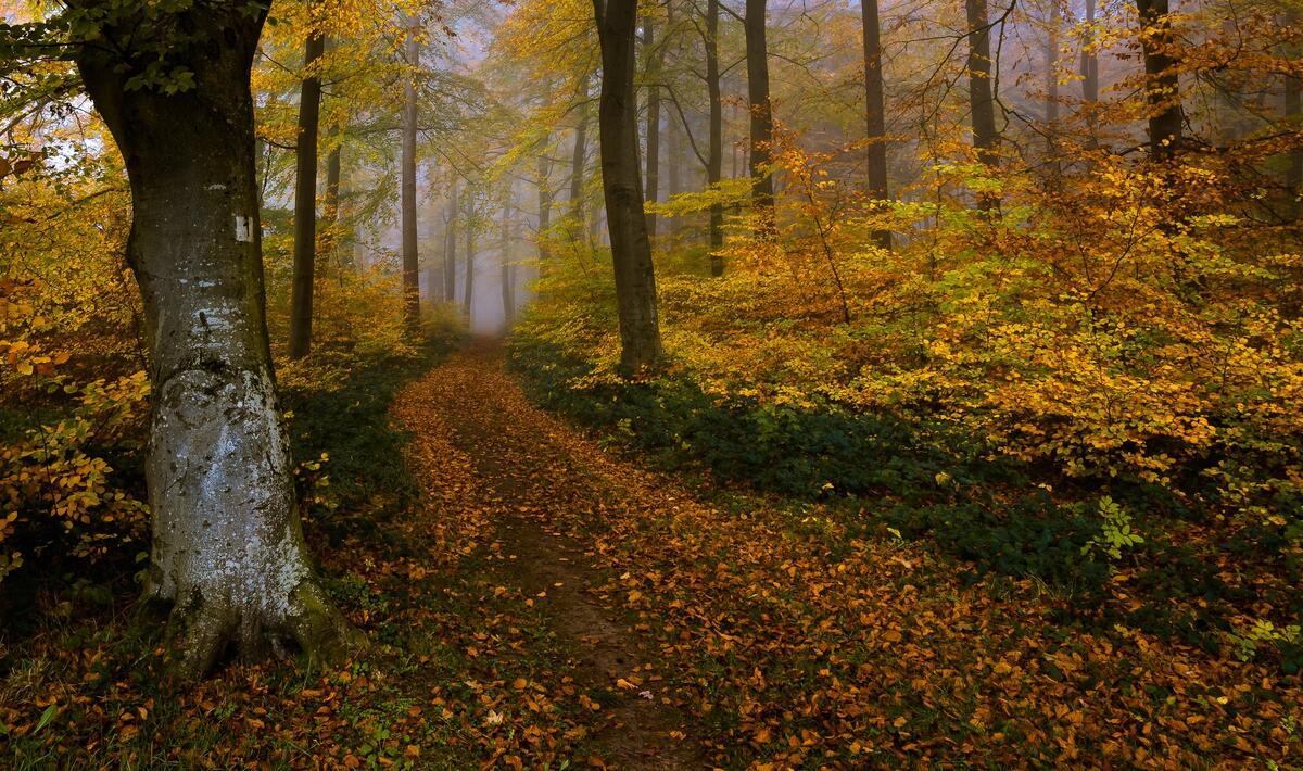 Screen saver autumn colors, landscape on iphone