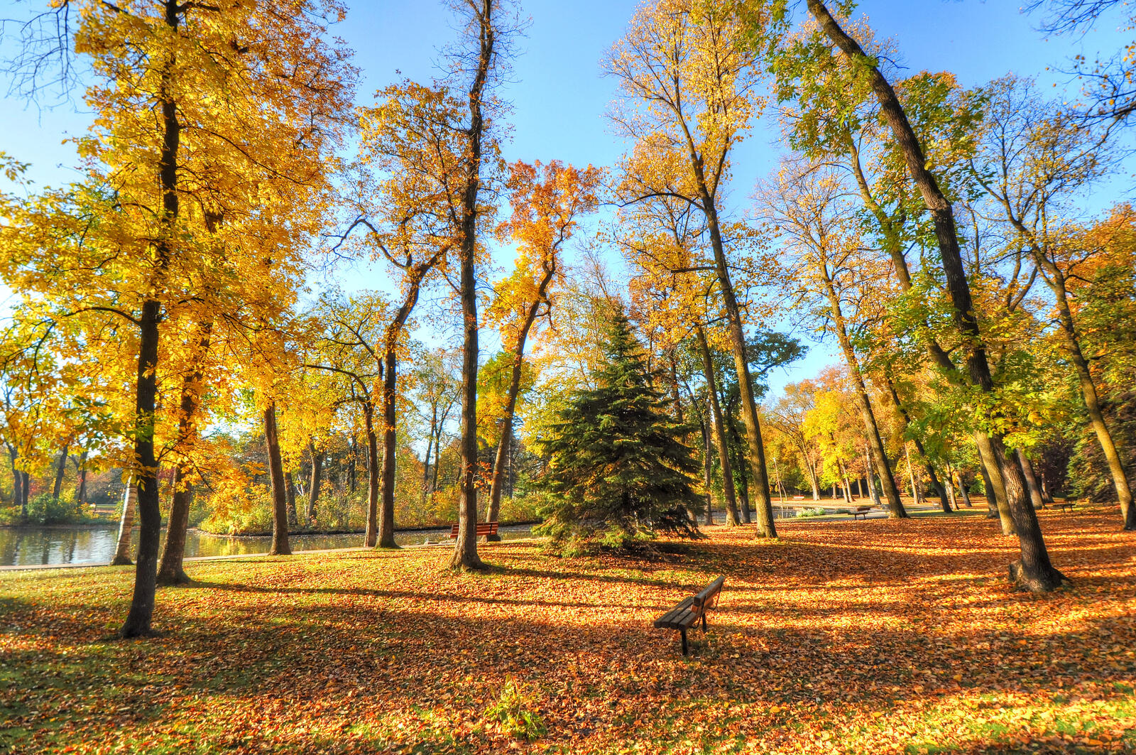 Бесплатное фото Осенний лес возле реки